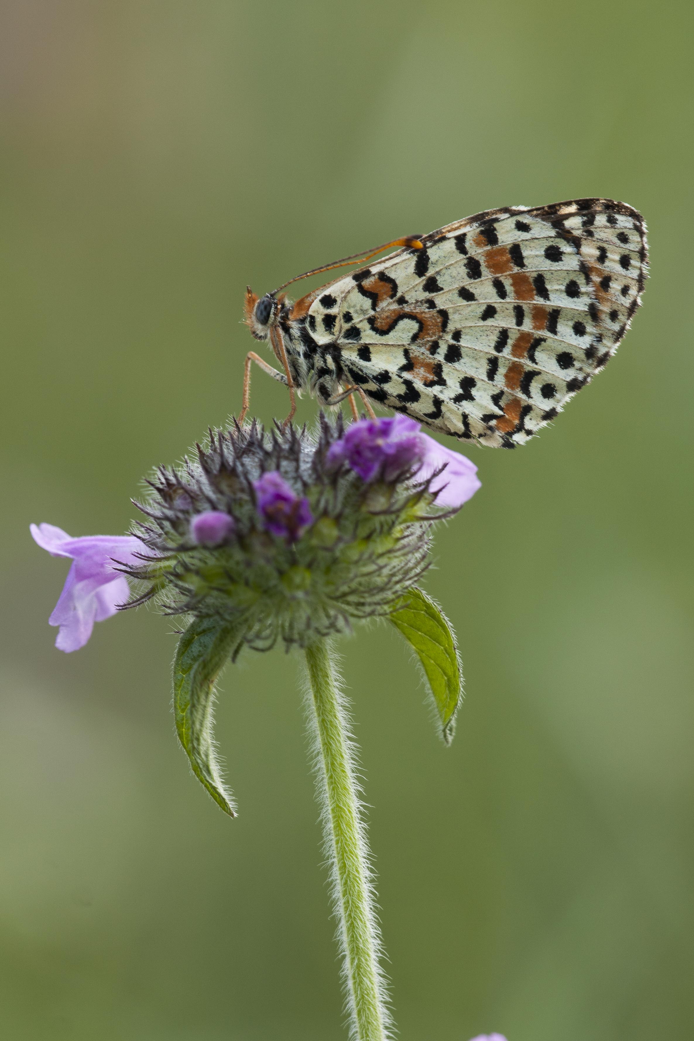 Tweekleurige Parelmoervlinder  - Melitaea didyma