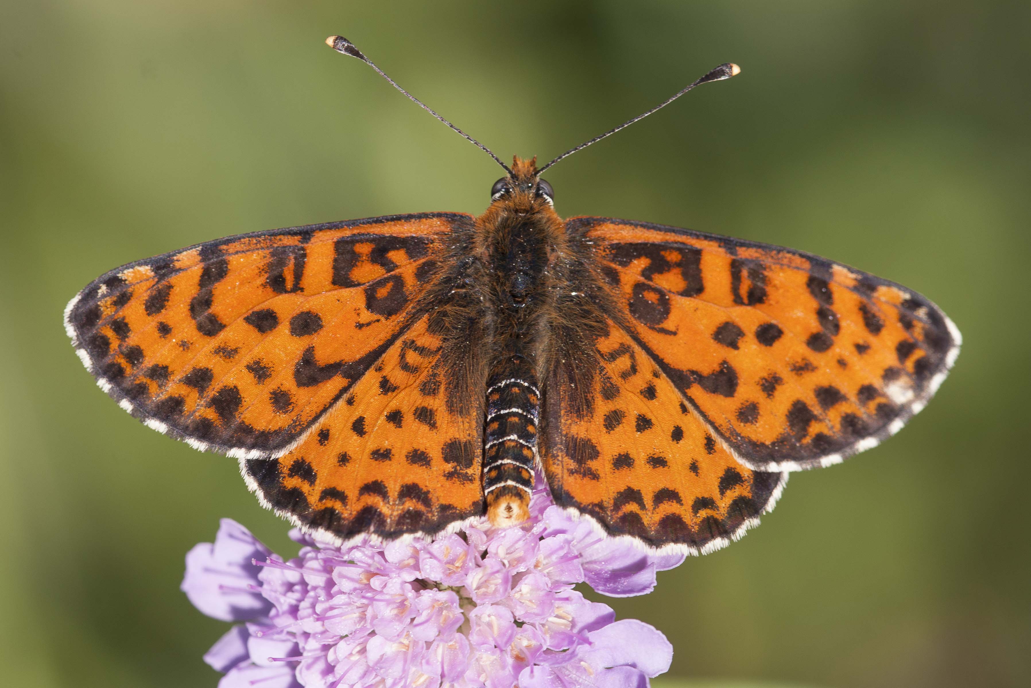 Spotted fritillary  - Melitaea didyma