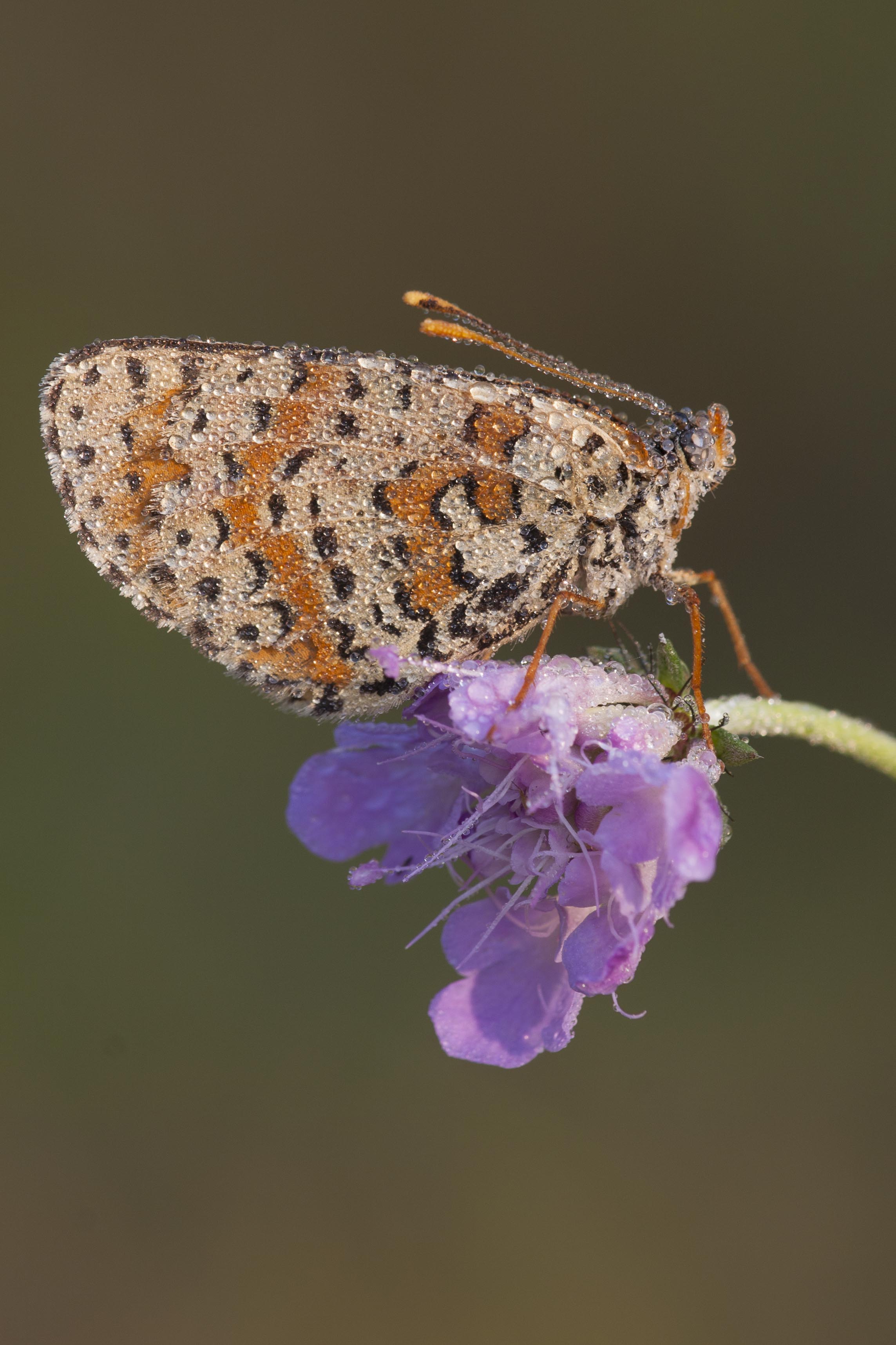 Spotted fritillary  - Melitaea didyma