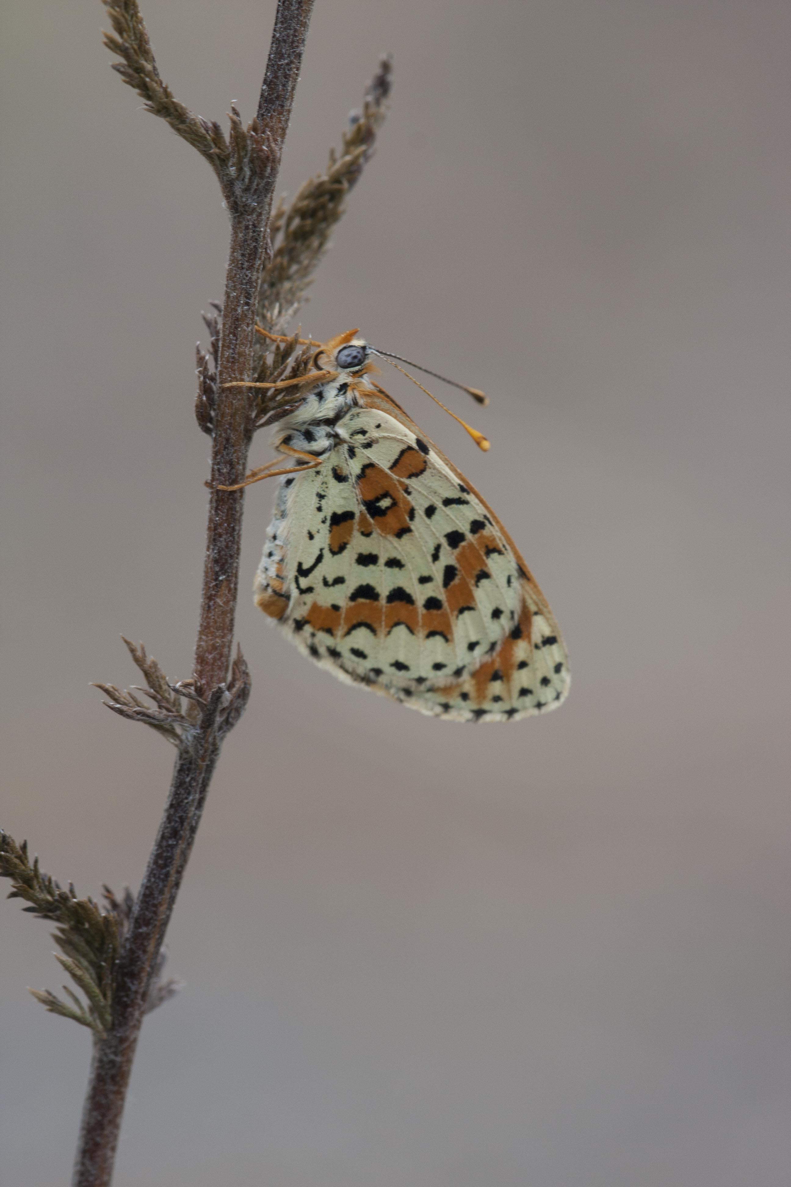 Spotted fritillary  - Melitaea didyma