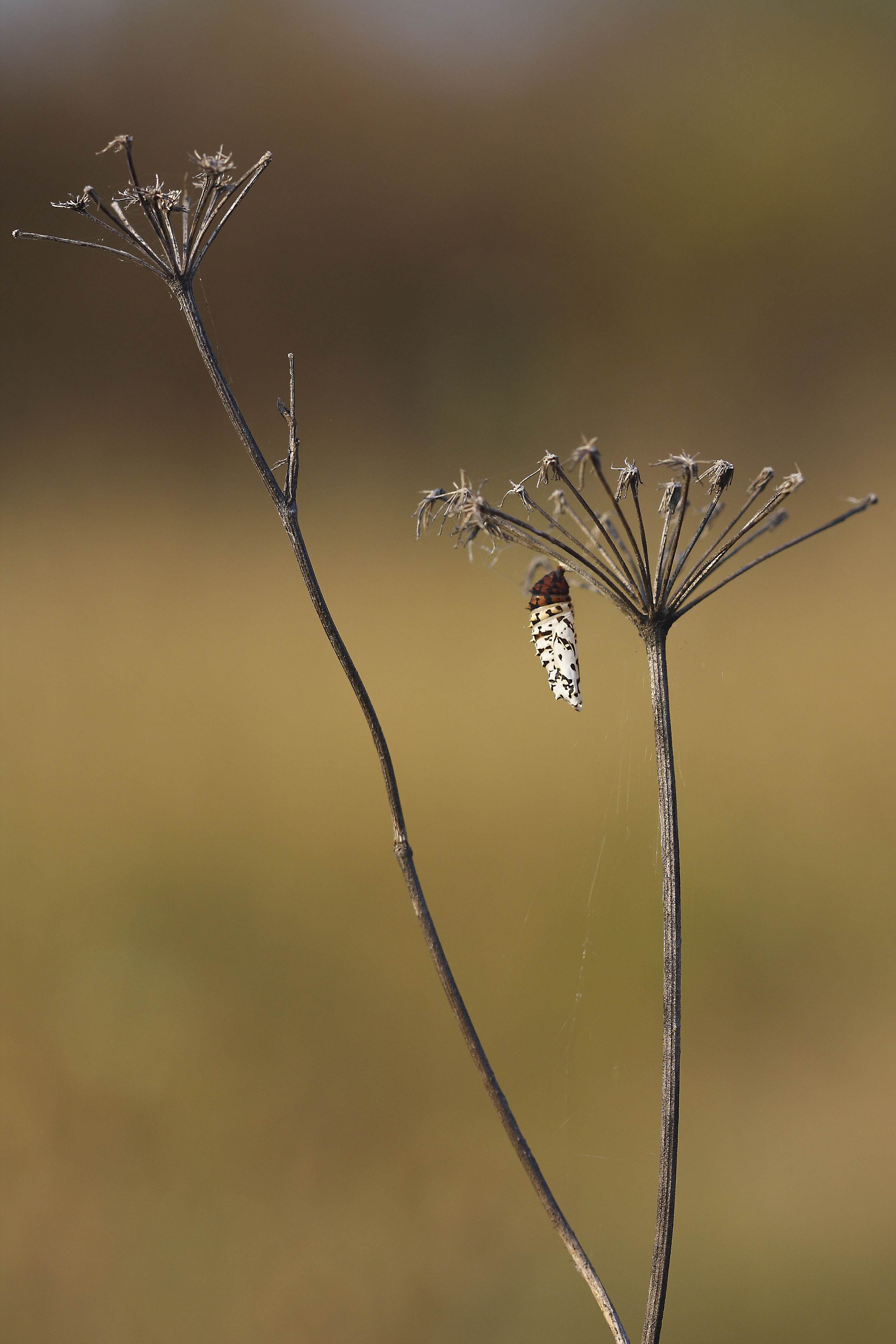 Spotted fritillary  - Melitaea didyma