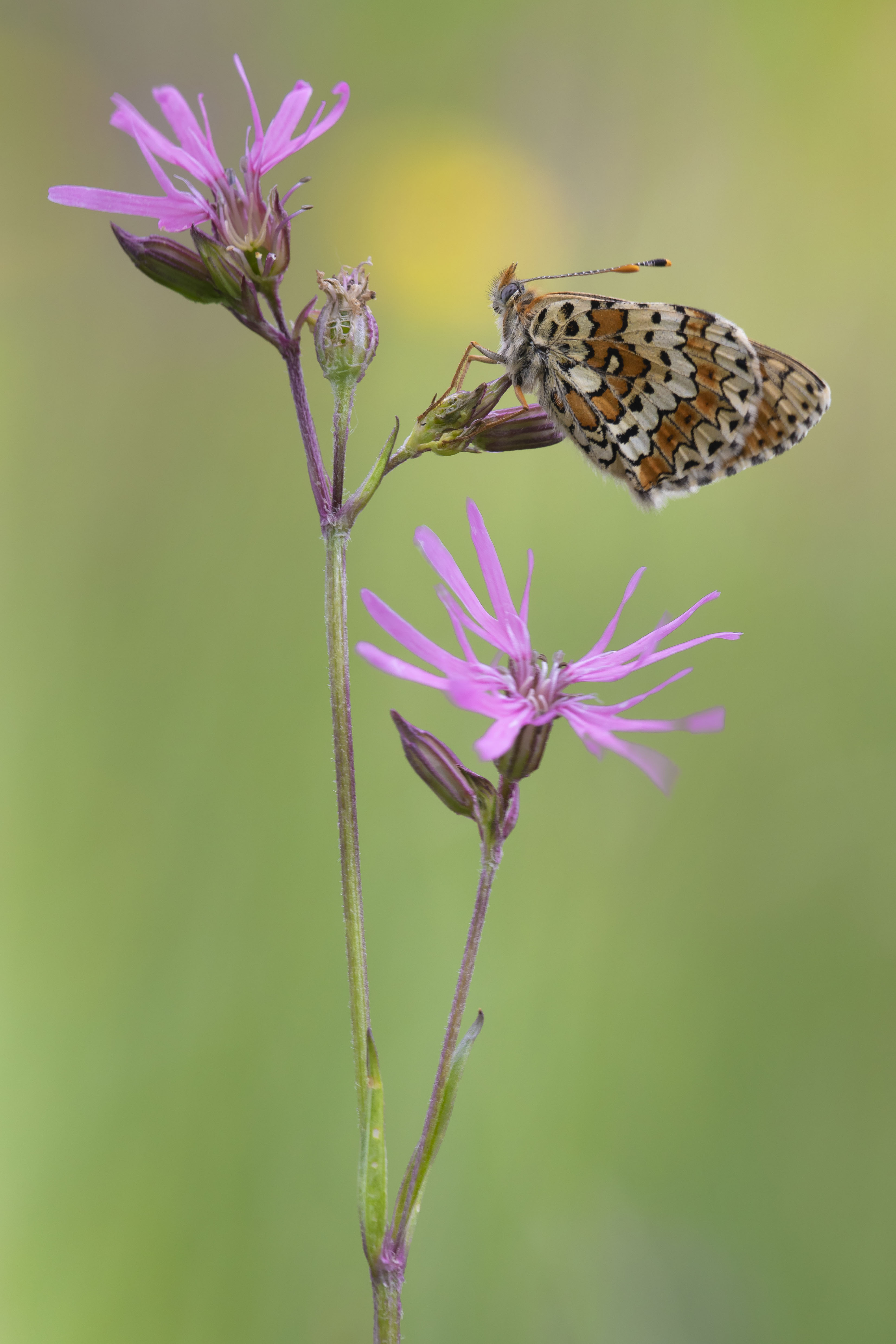 Veldparelmoervlinder  - Melitaea cinxia