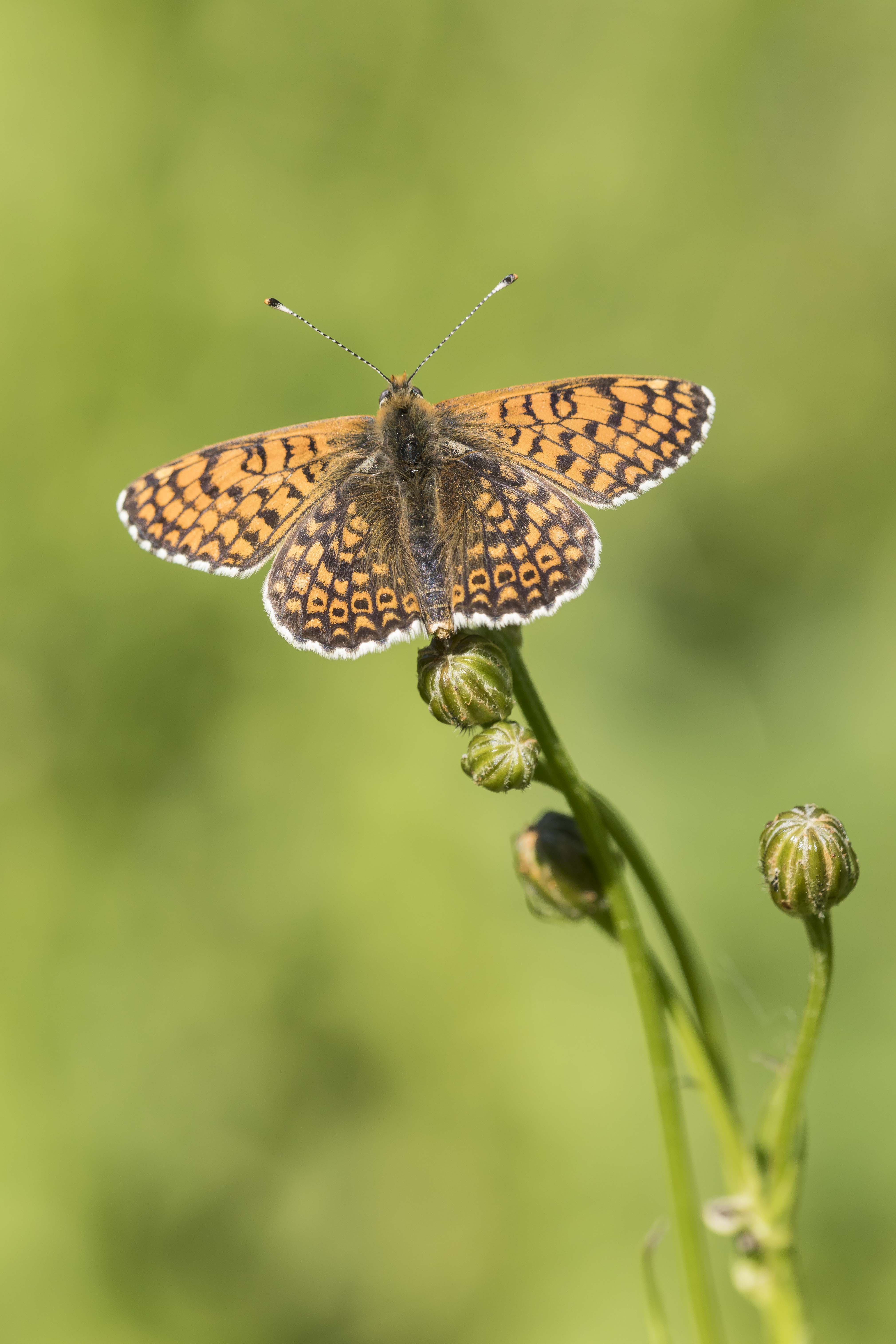 Veldparelmoervlinder  - Melitaea cinxia