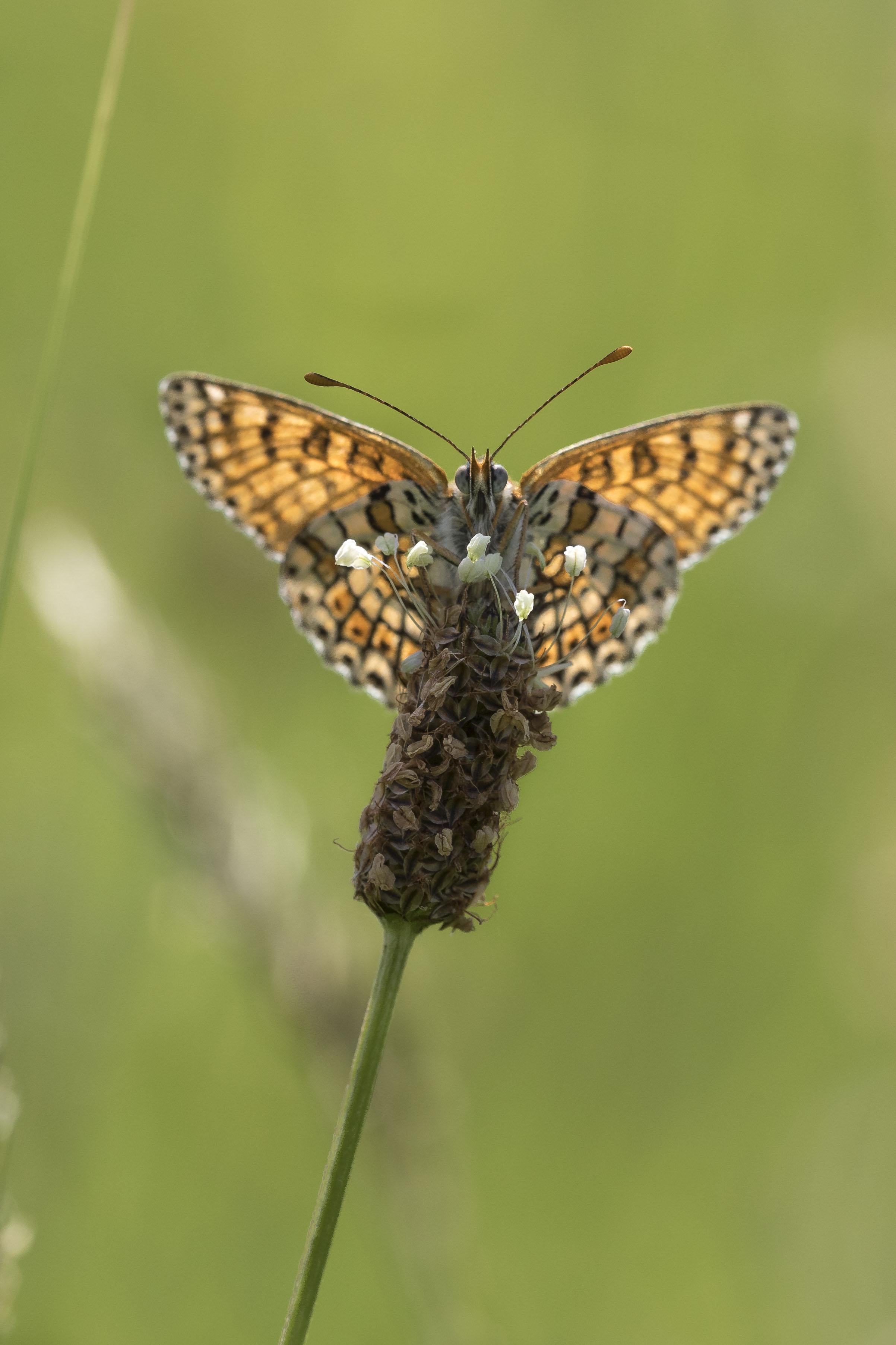 Glanville fritillary  - Melitaea cinxia