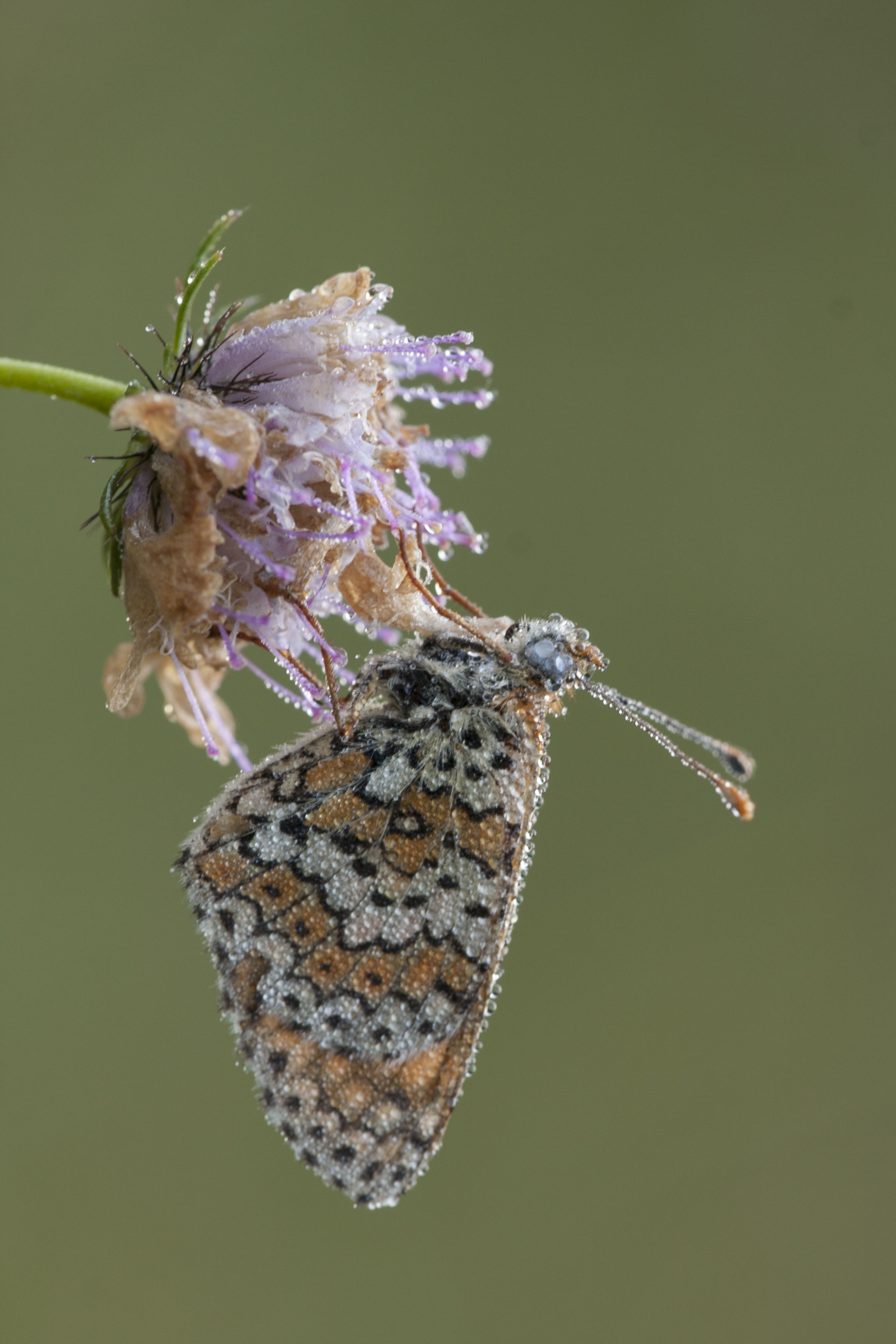 Veldparelmoervlinder  - Melitaea cinxia