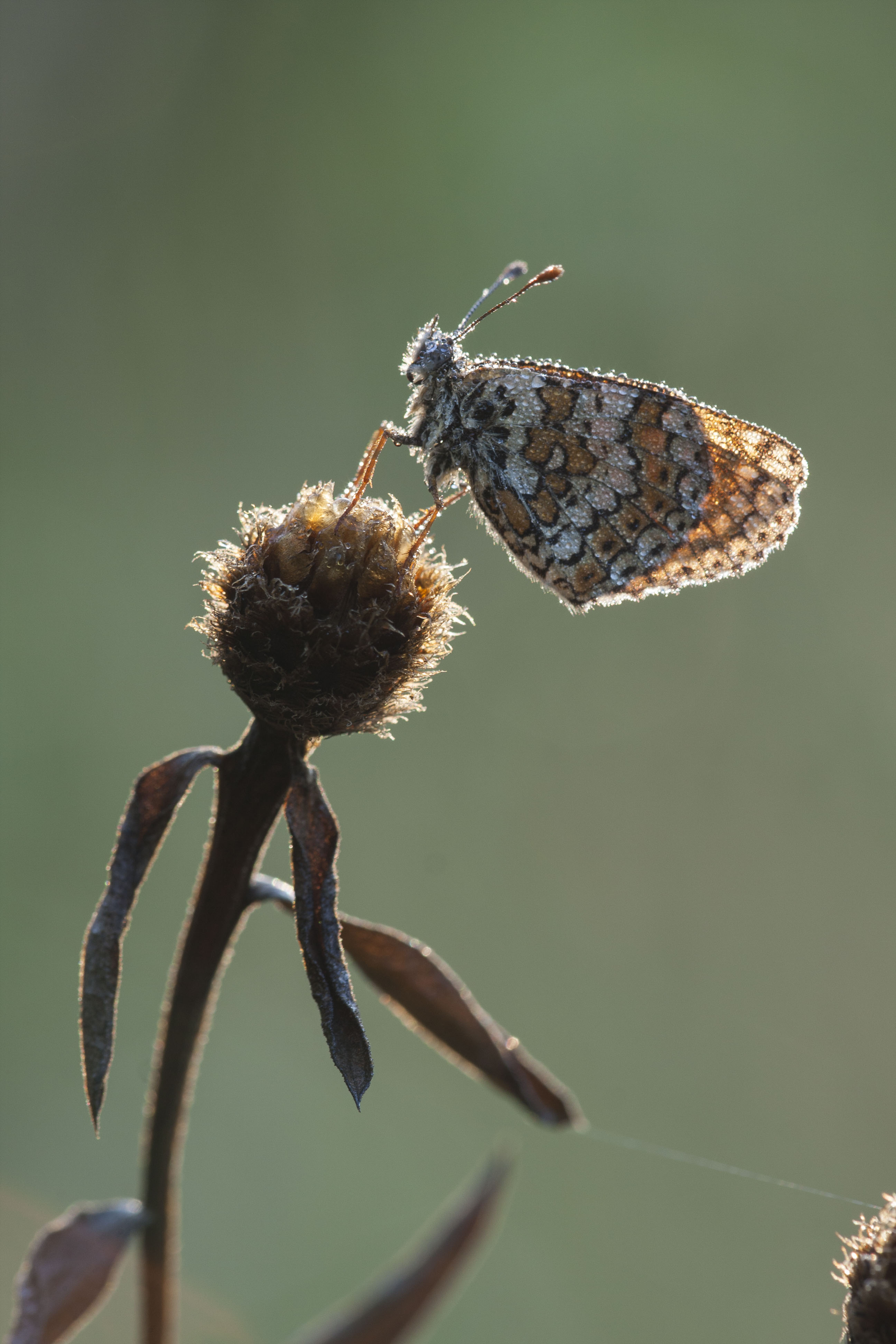 Veldparelmoervlinder  - Melitaea cinxia