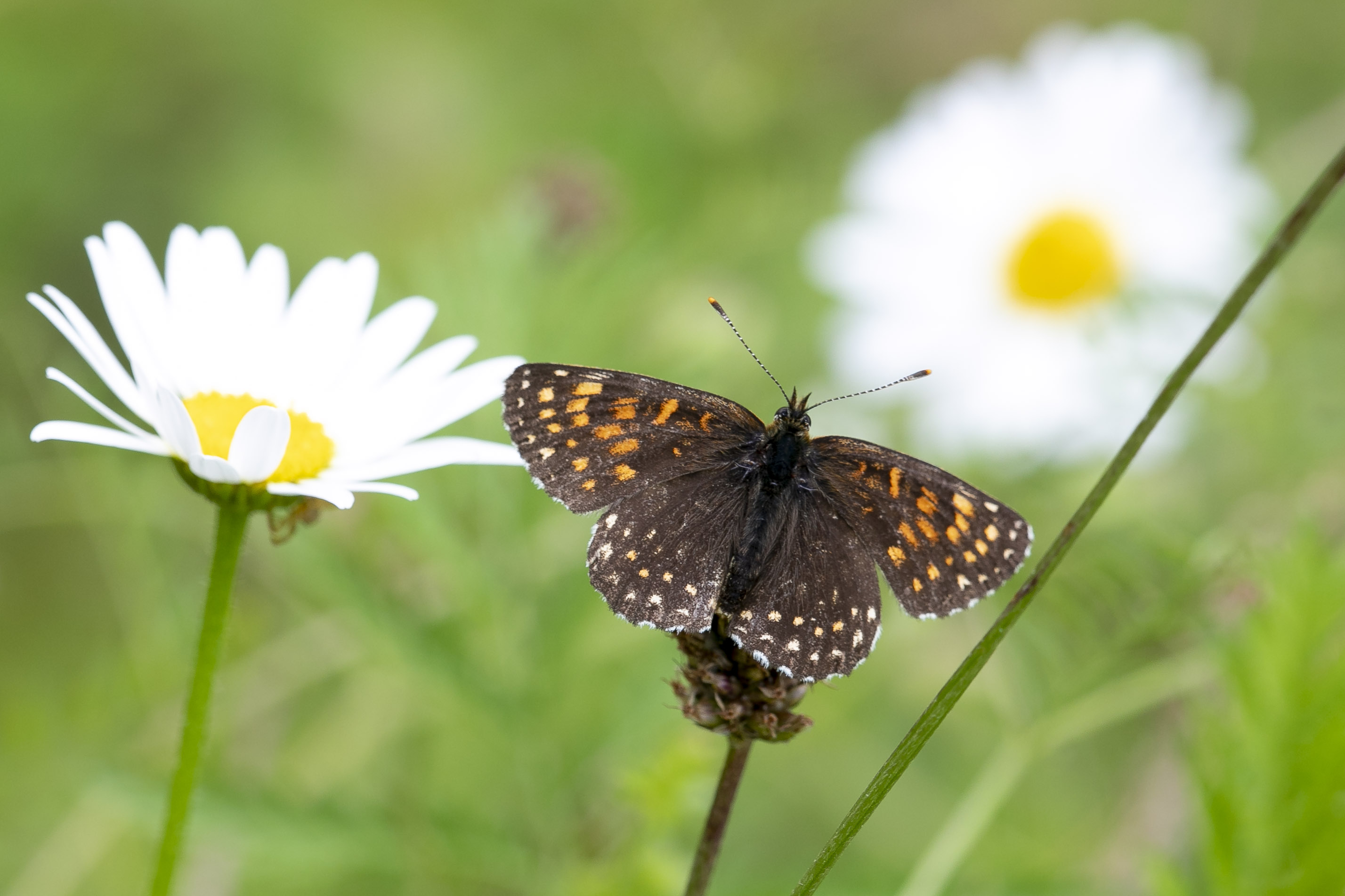 Woudparelmoervlinder  (Melitaea diamina)