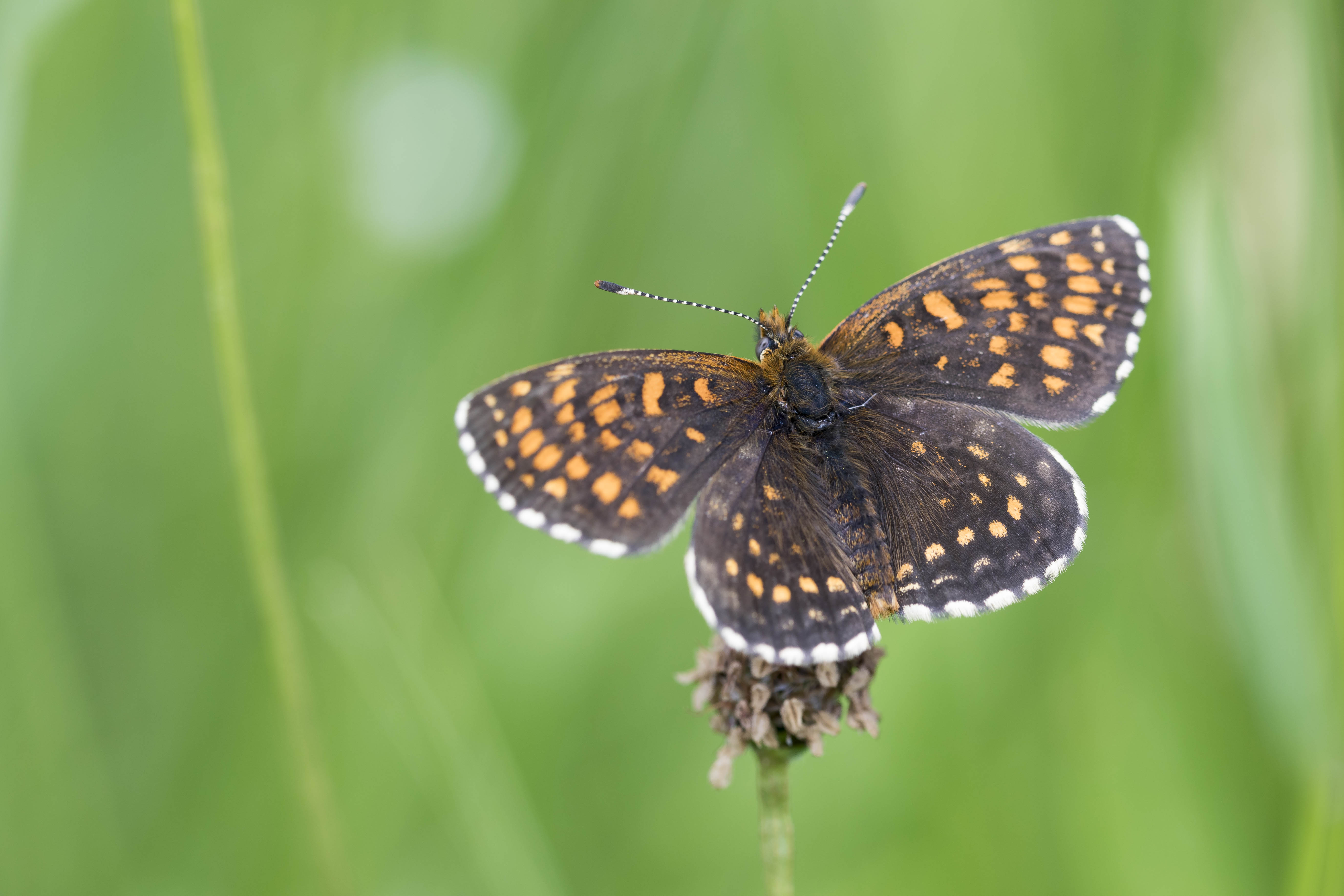 Woudparelmoervlinder  - Melitaea diamina