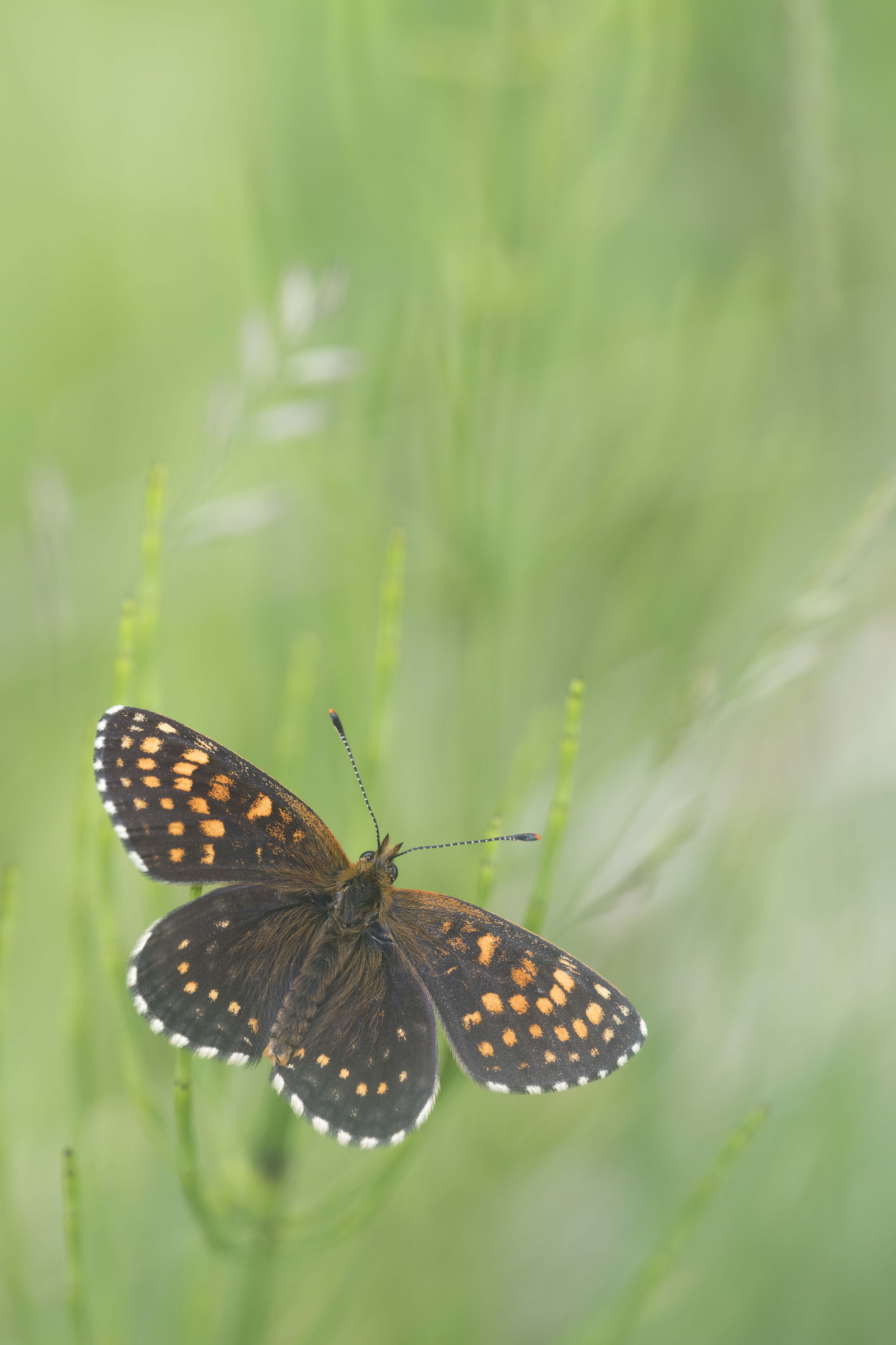 Woudparelmoervlinder  - Melitaea diamina