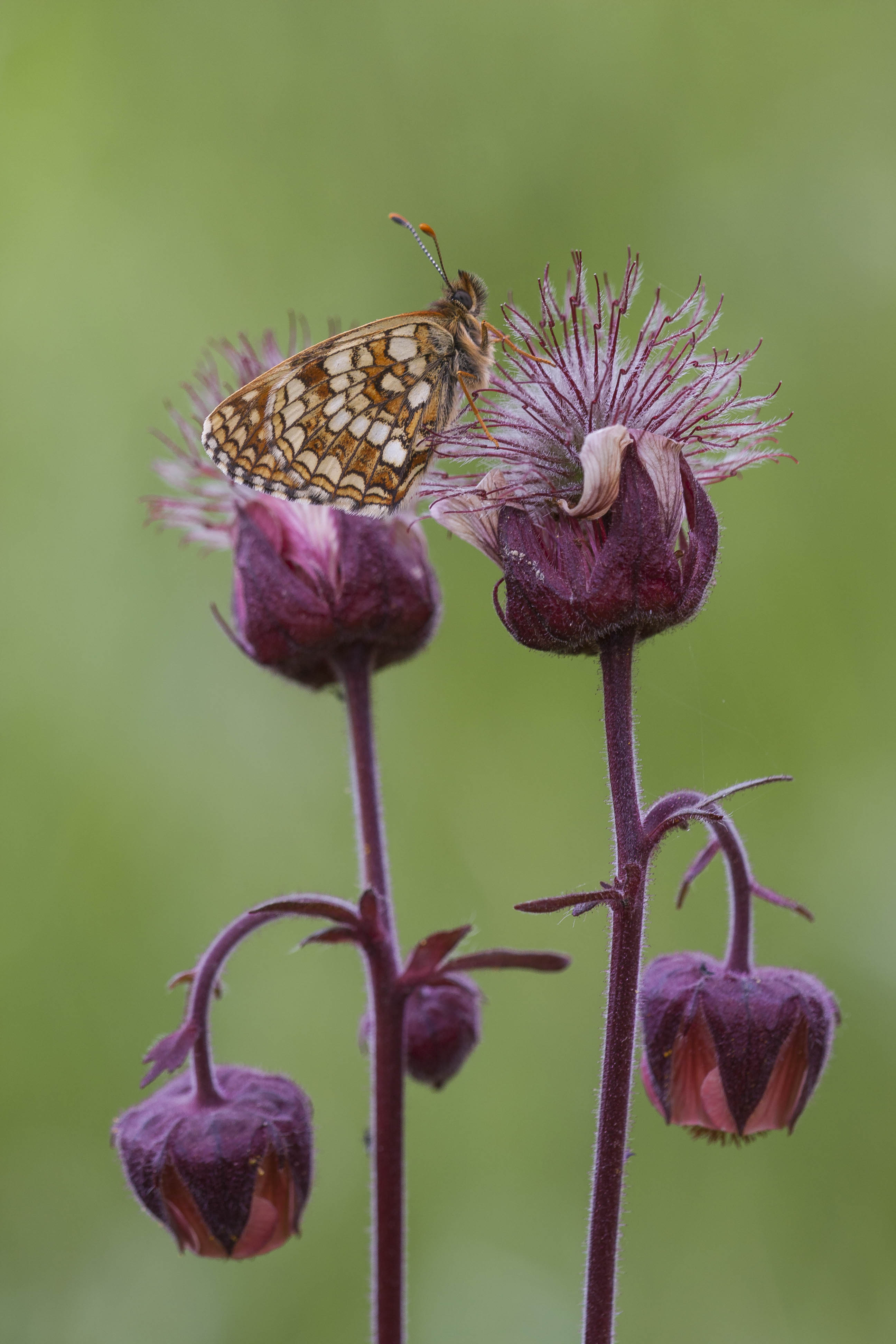 Woudparelmoervlinder  - Melitaea diamina