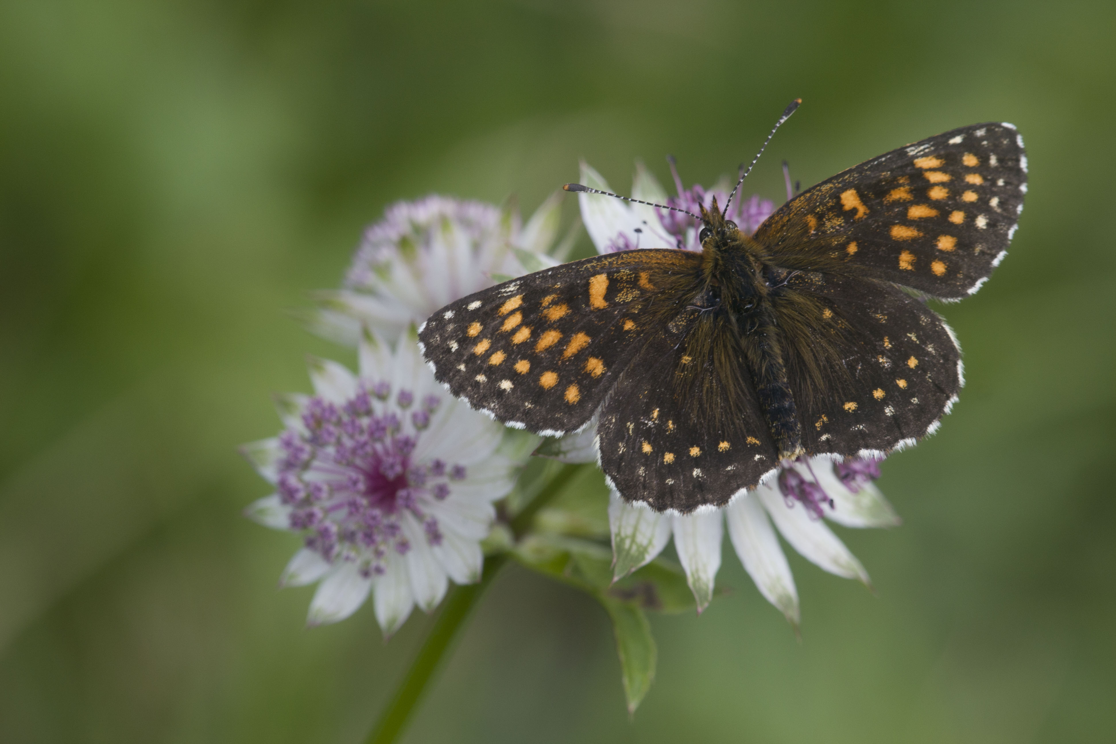 Woudparelmoervlinder  - Melitaea diamina