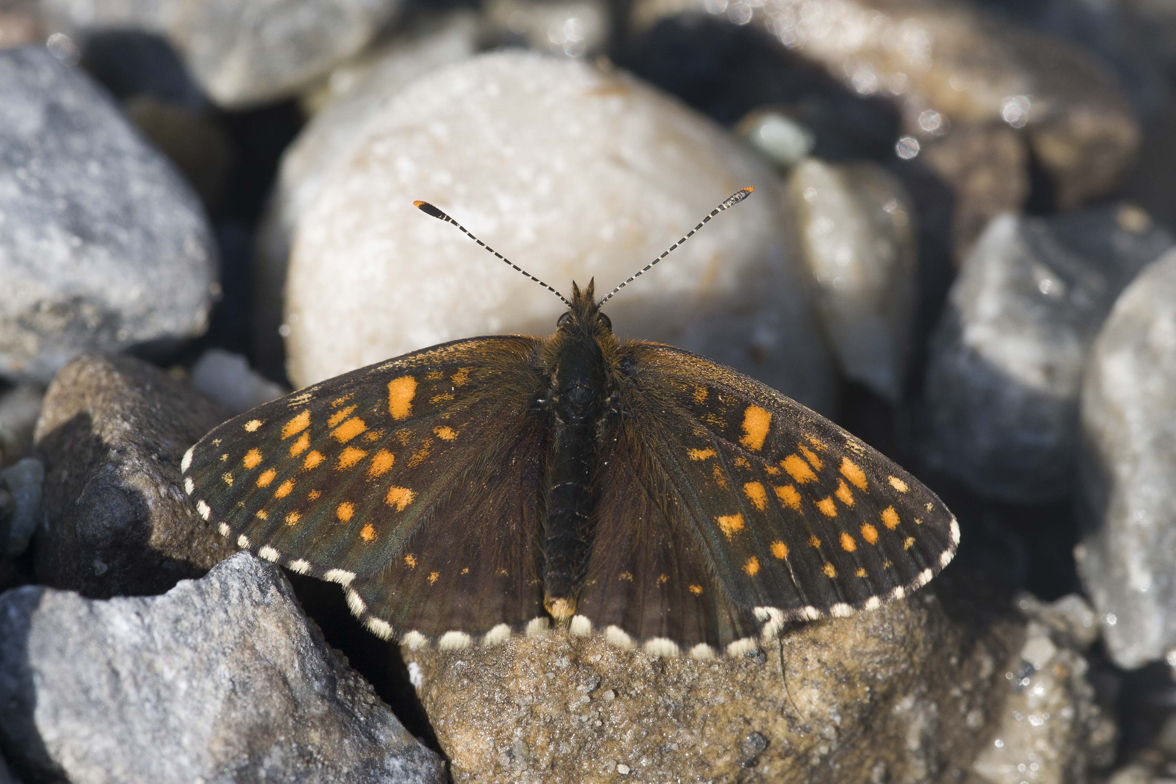 Woudparelmoervlinder  - Melitaea diamina