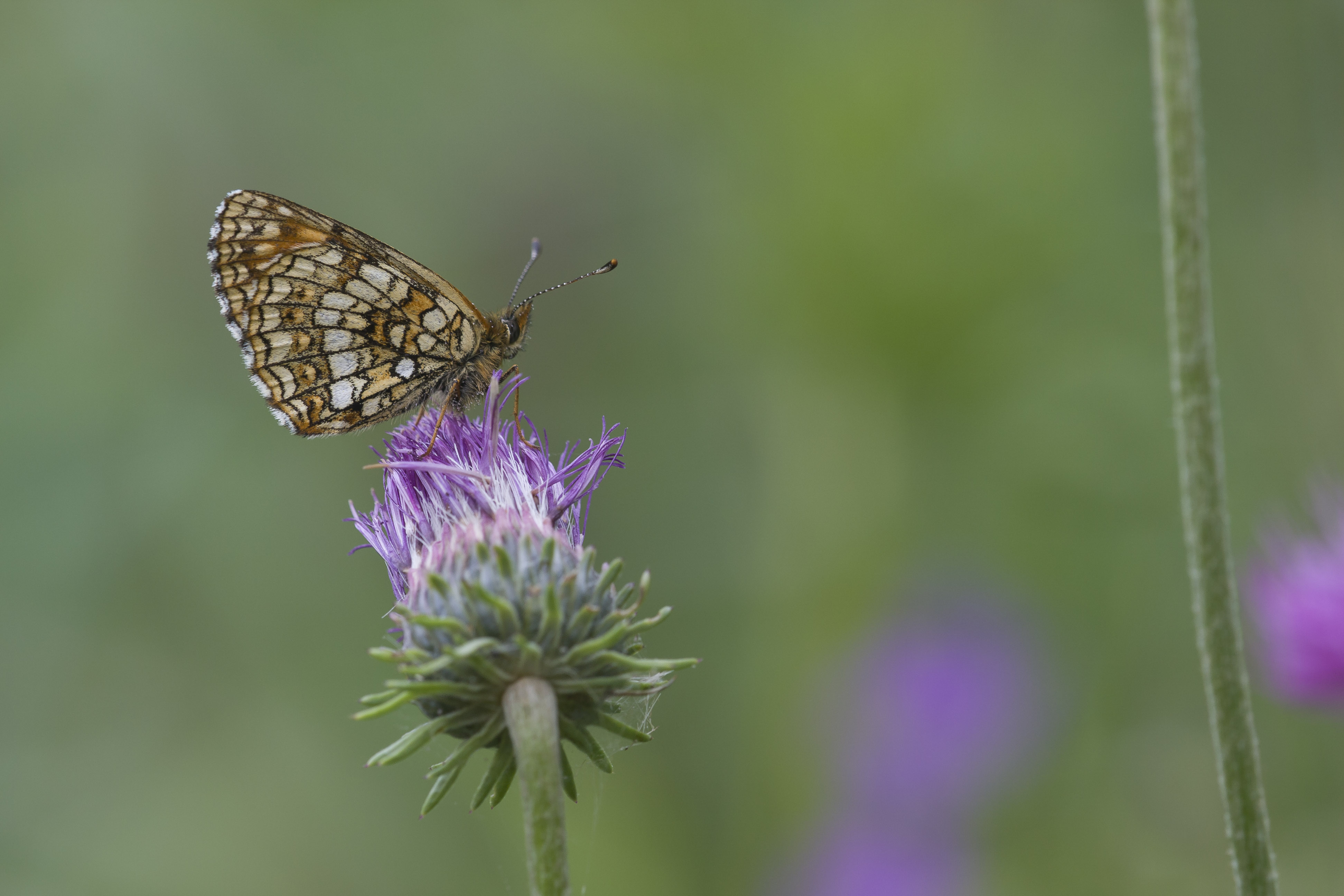 Woudparelmoervlinder  - Melitaea diamina