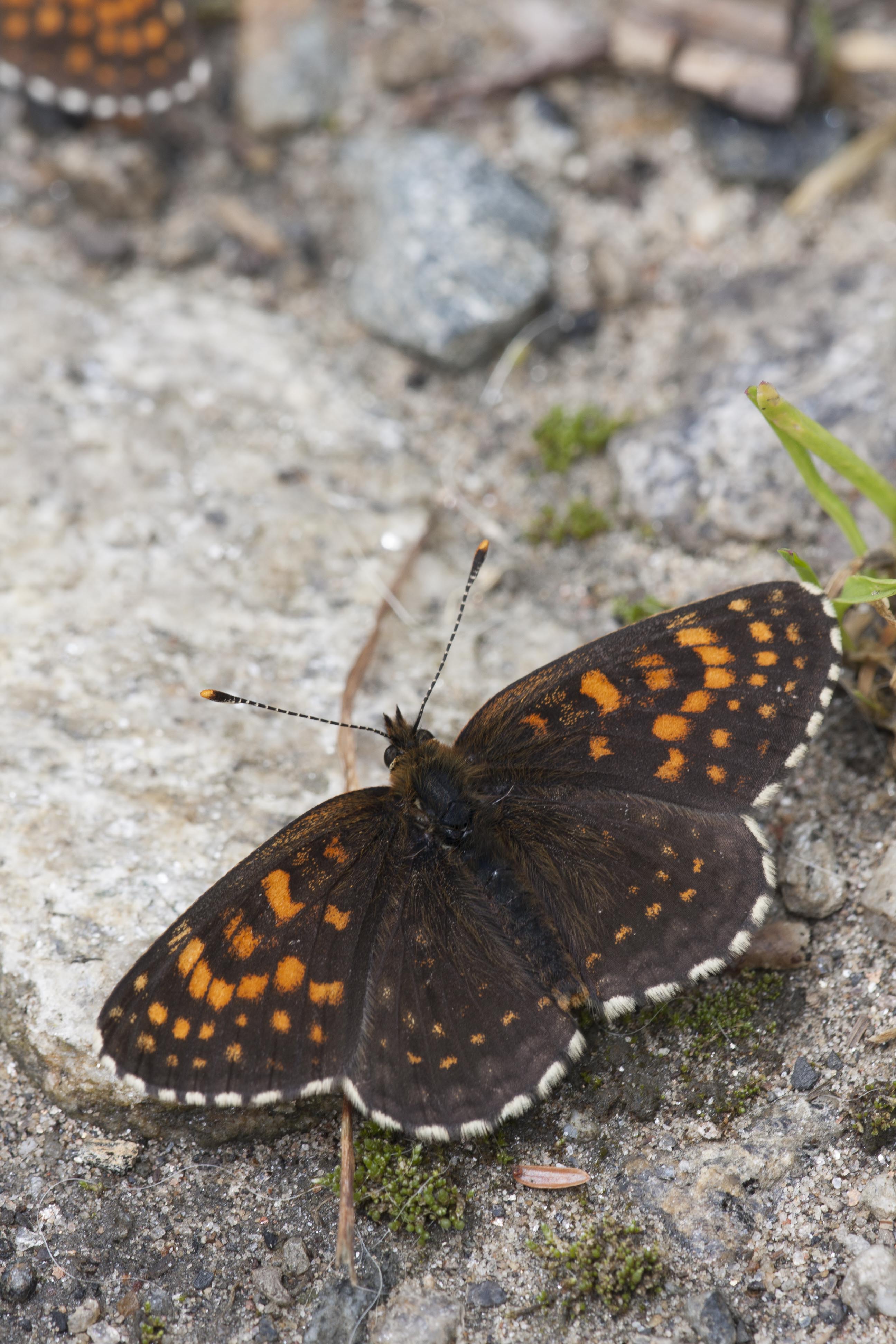 Woudparelmoervlinder  - Melitaea diamina