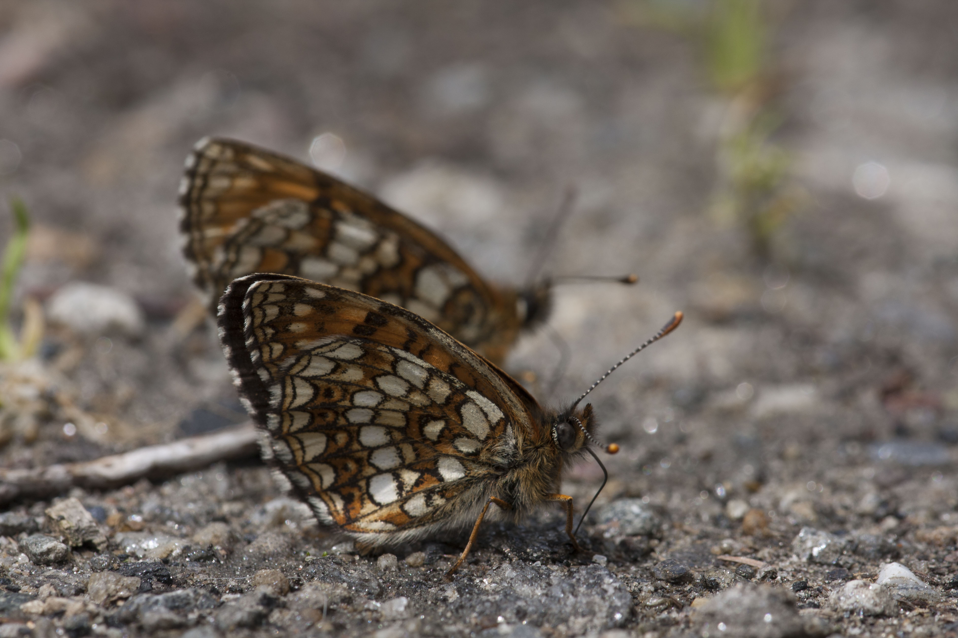 Woudparelmoervlinder  - Melitaea diamina