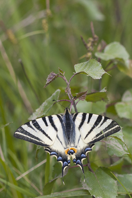 Swallowtails