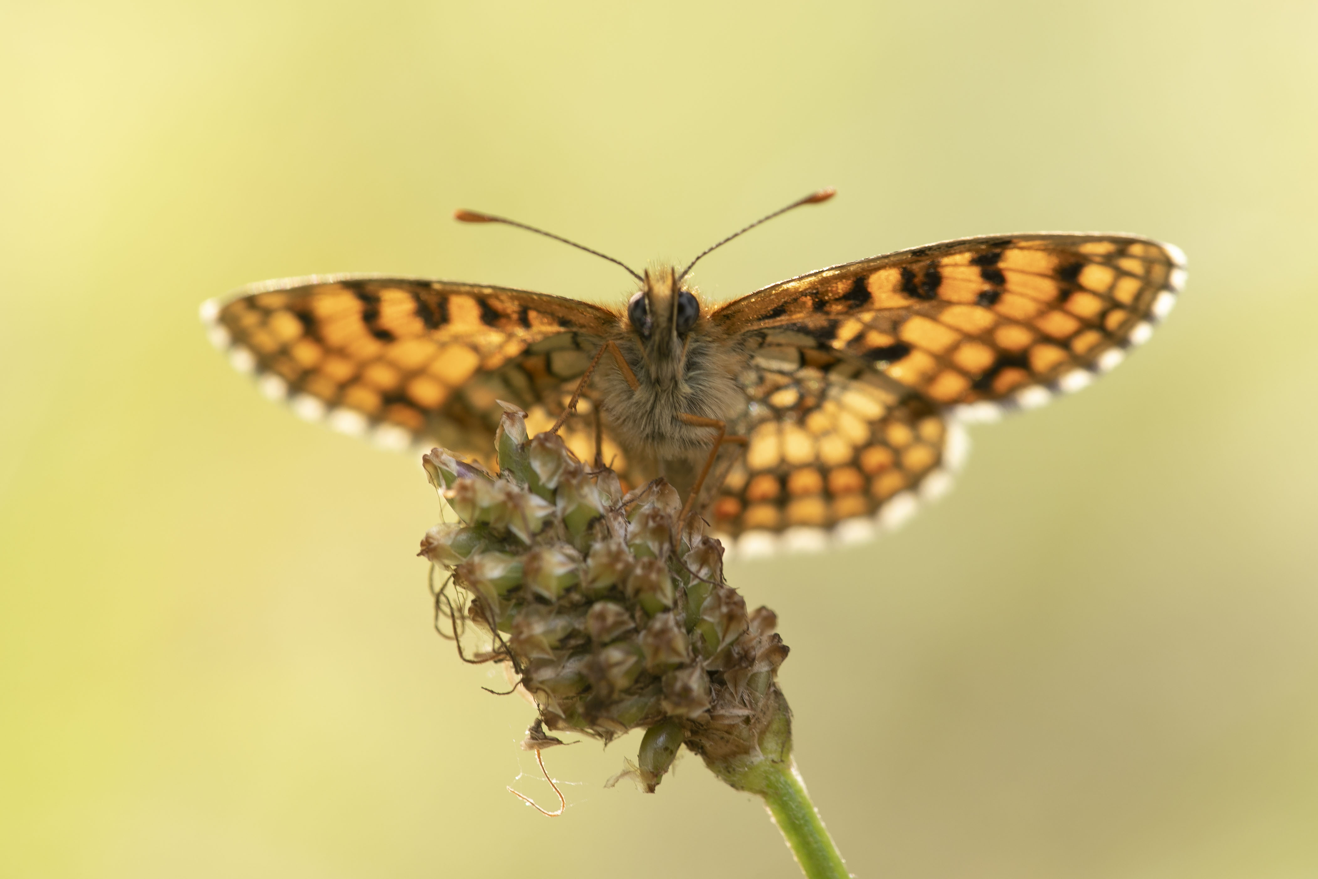 Bosparelmoervlinder (Mellicta athalia) - 7/2021 - Castell (FR)