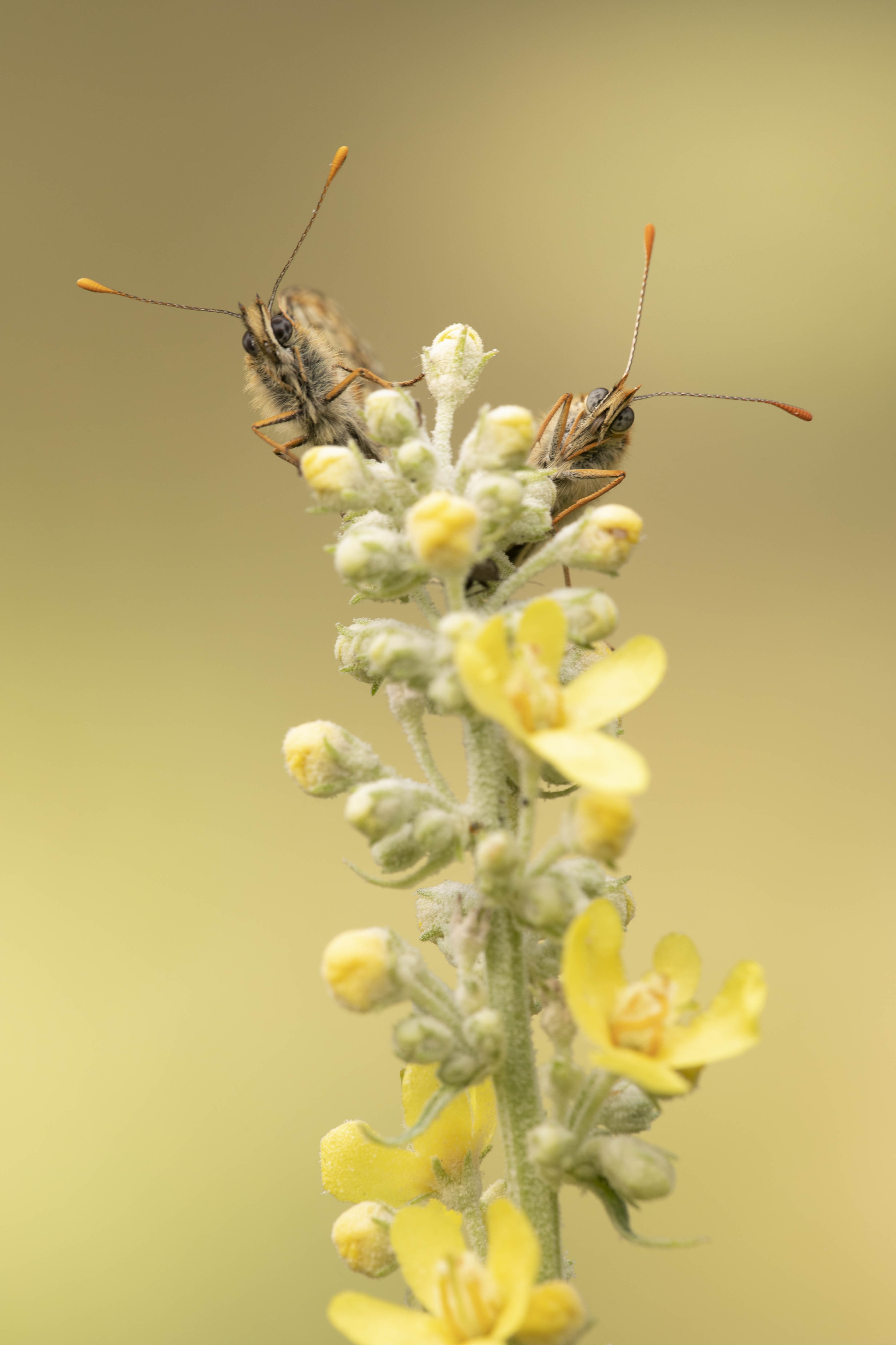 Bosparelmoervlinder  - Melitaea athalia