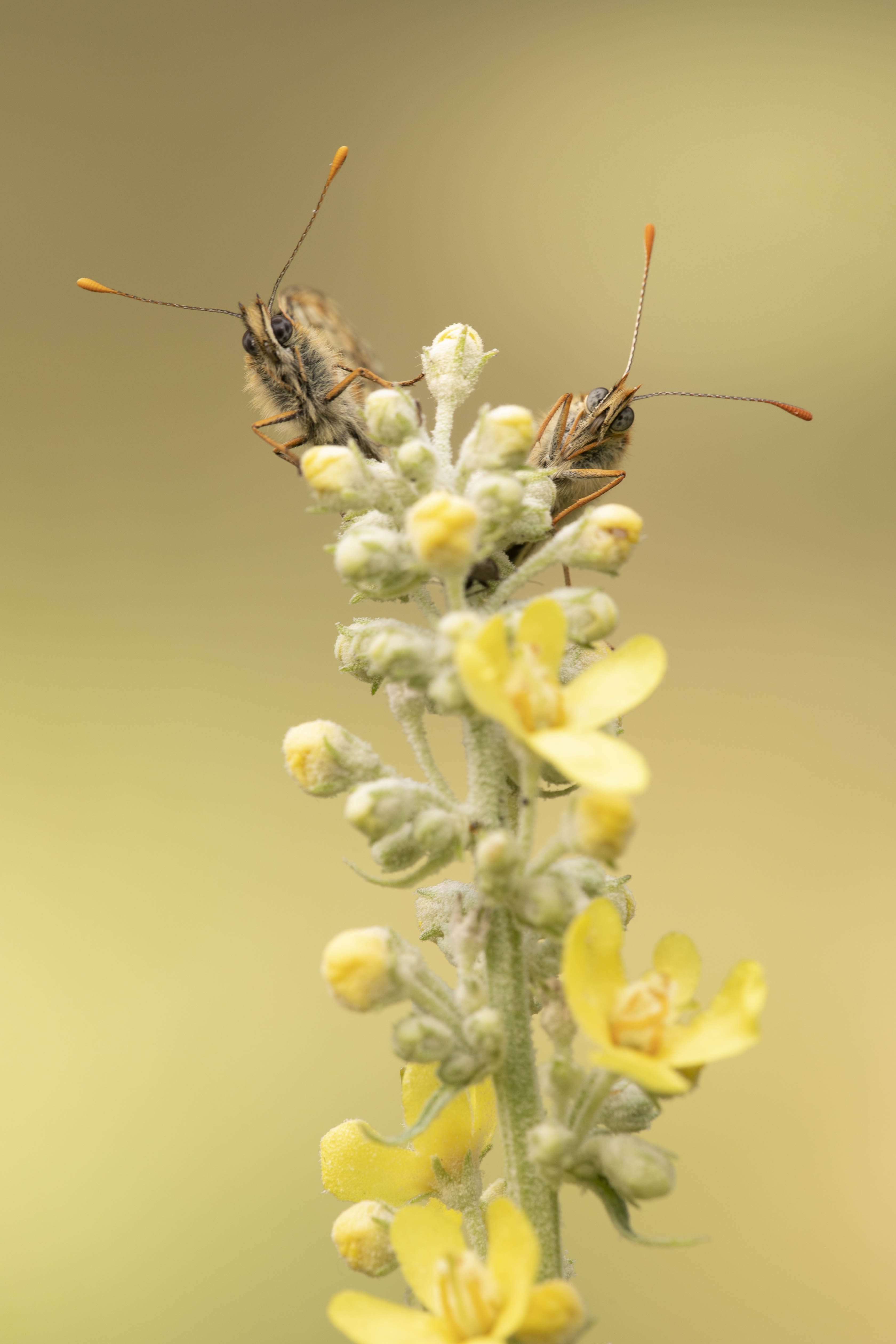 Heath fritillary  (Melitaea athalia)