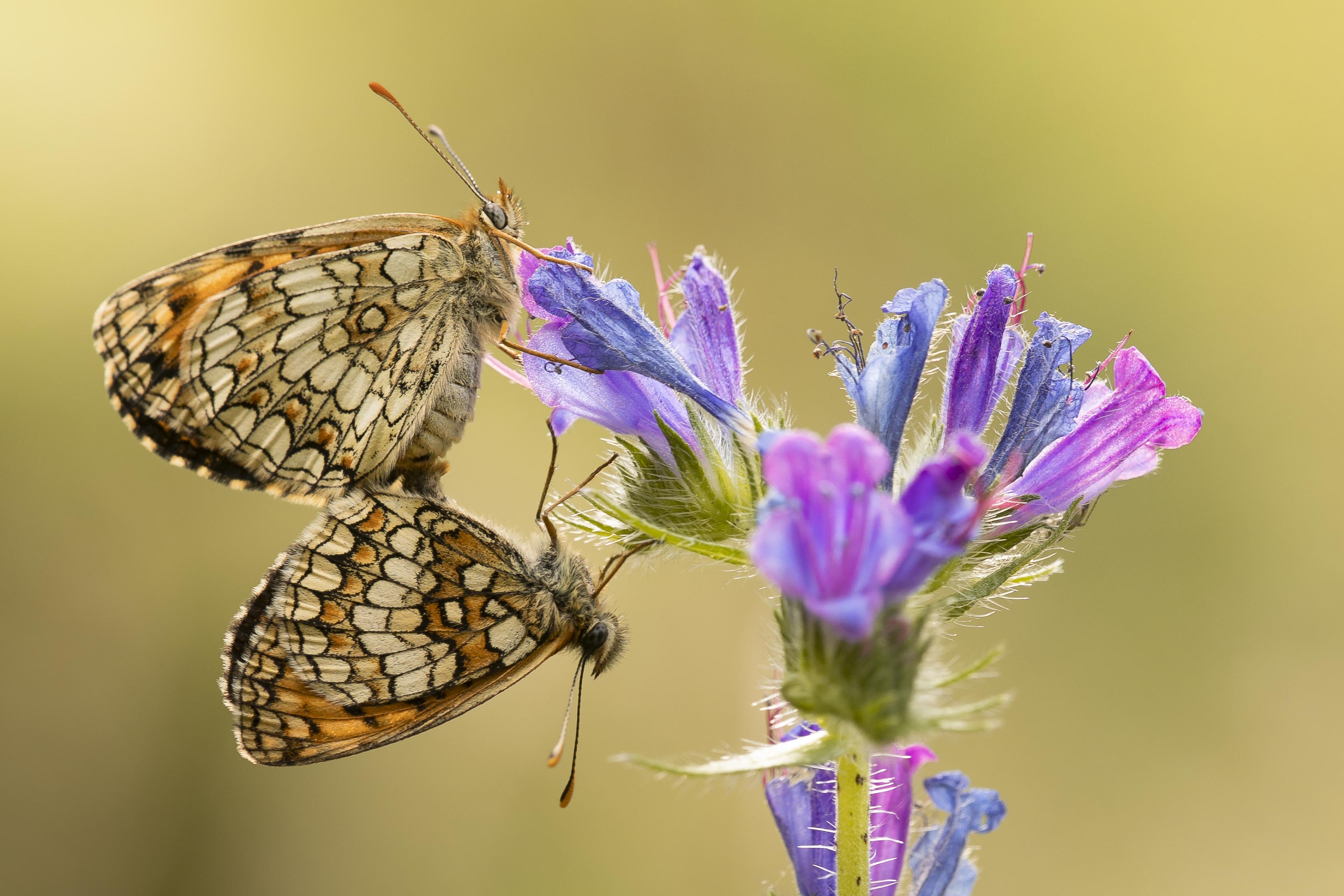 Bosparelmoervlinder  (Melitaea athalia)