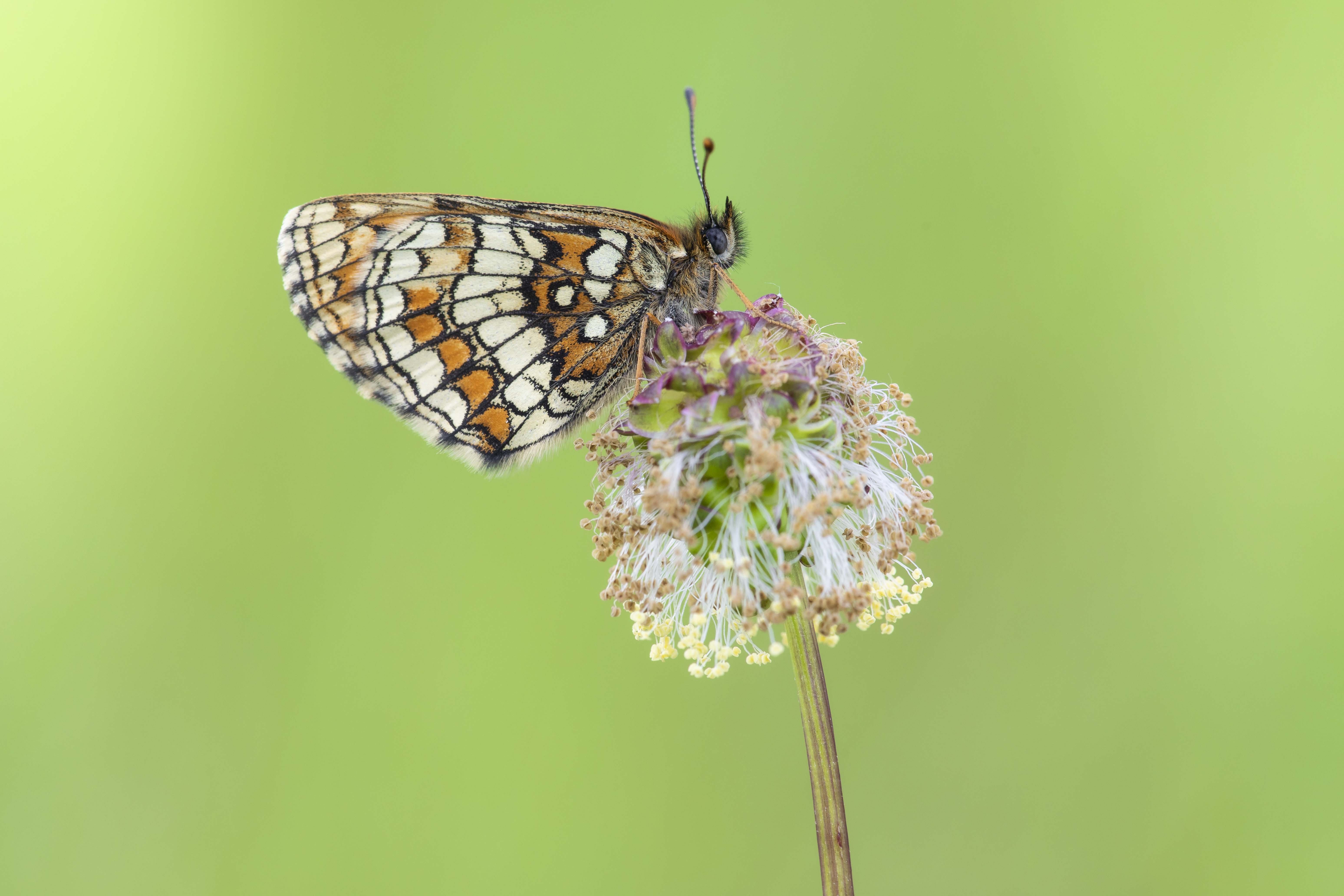 Heath fritillary 