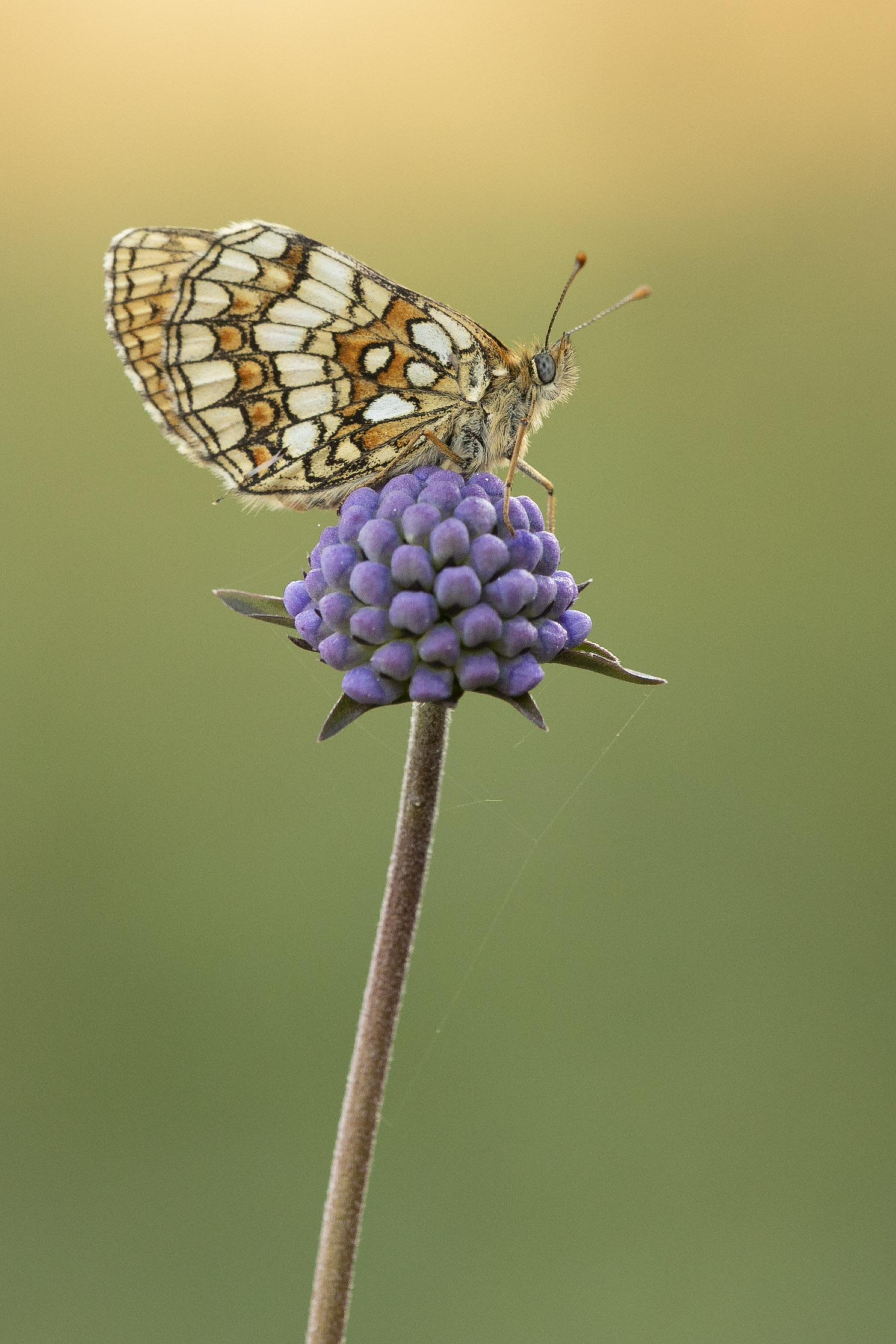 Bosparelmoervlinder  - Melitaea athalia