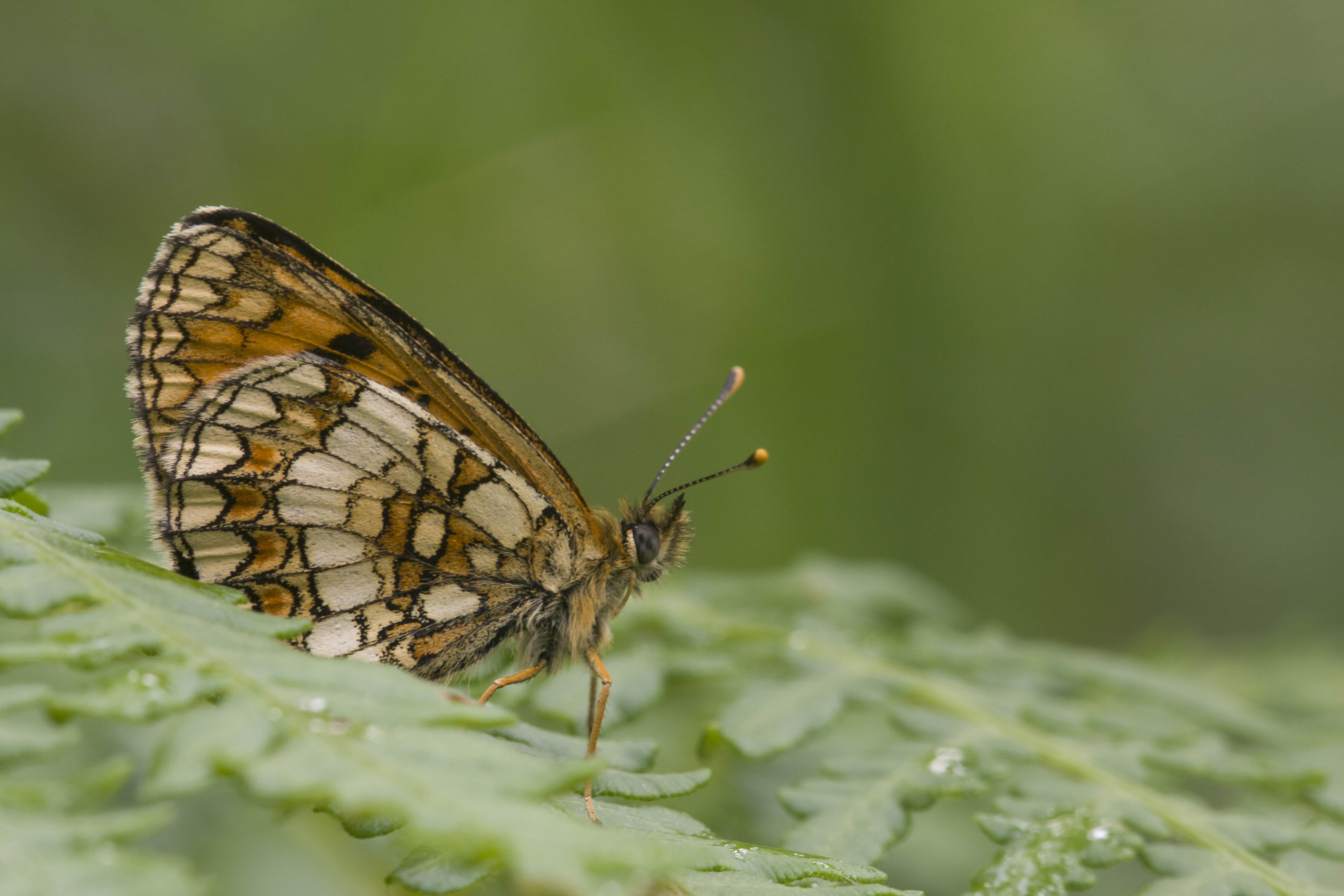 Heath fritillary  - Melitaea athalia