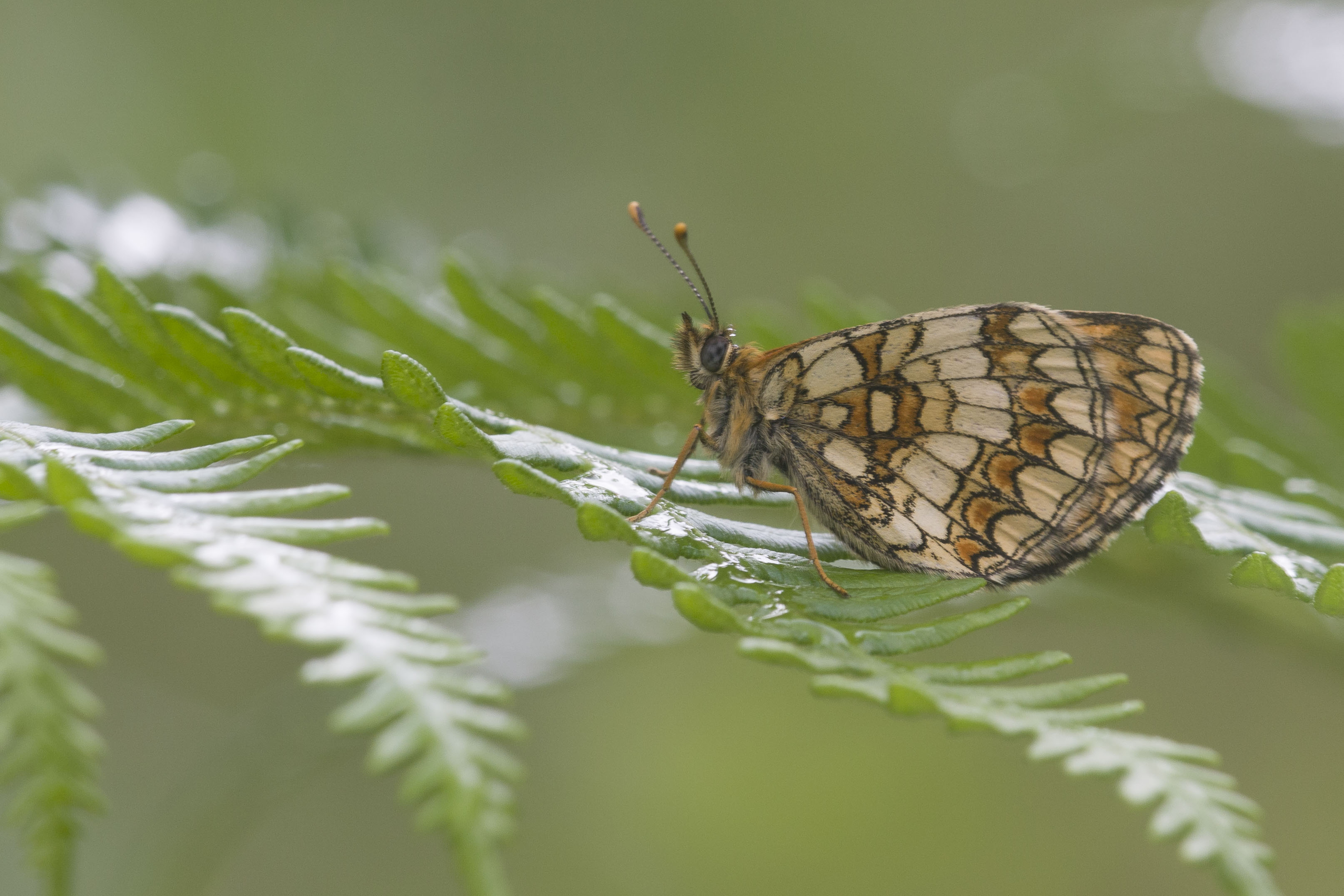 Bosparelmoervlinder  - Melitaea athalia