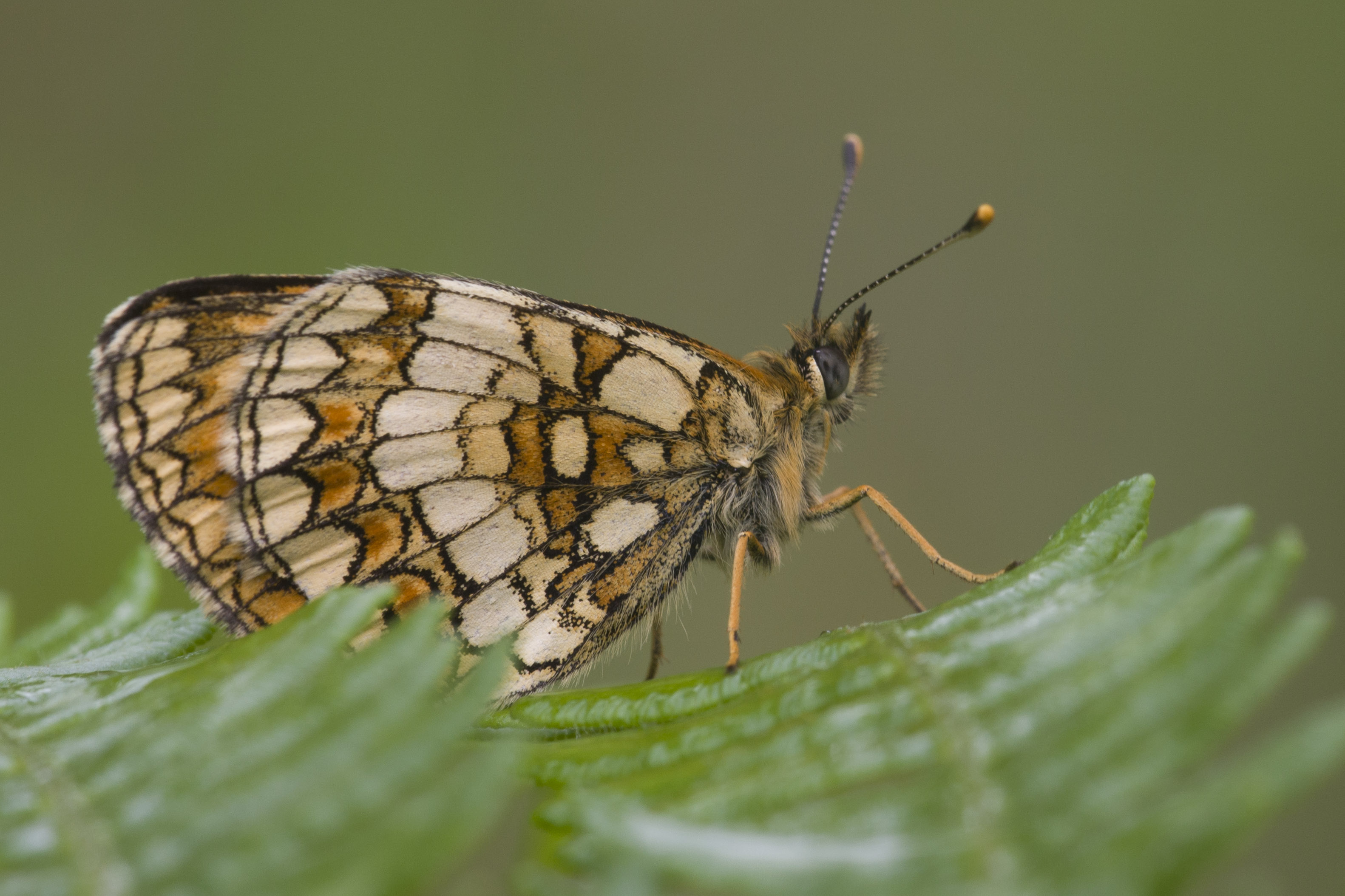 Heath fritillary  - Melitaea athalia