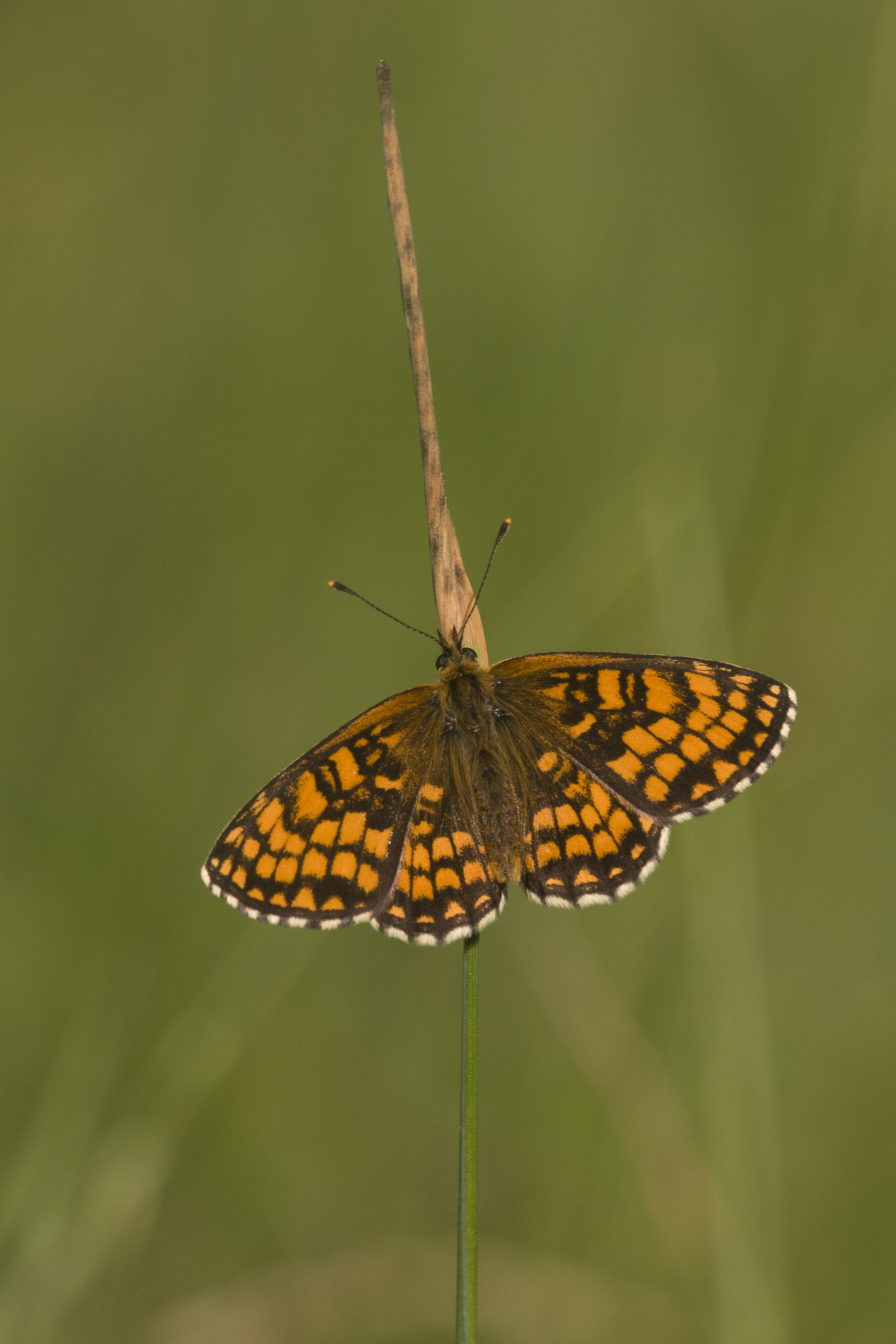 Bosparelmoervlinder  - Melitaea athalia