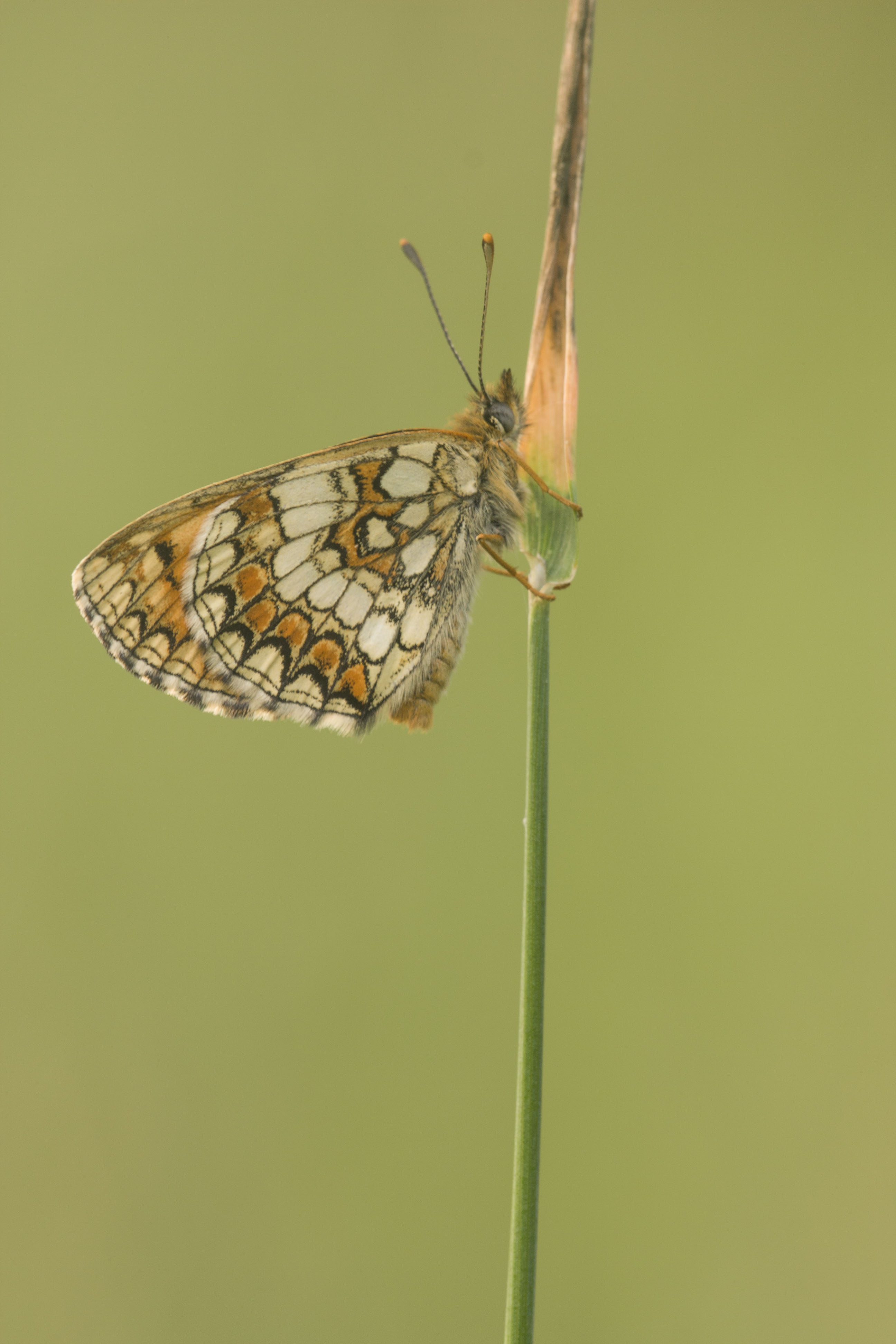 Bosparelmoervlinder  - Melitaea athalia