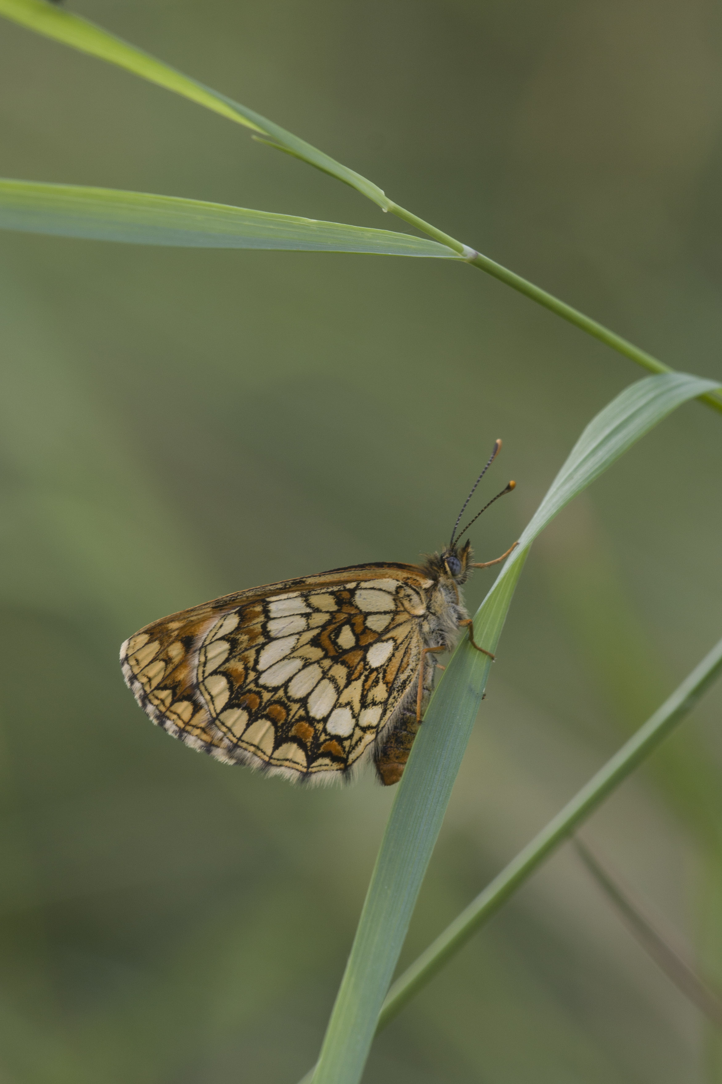 Bosparelmoervlinder  - Melitaea athalia