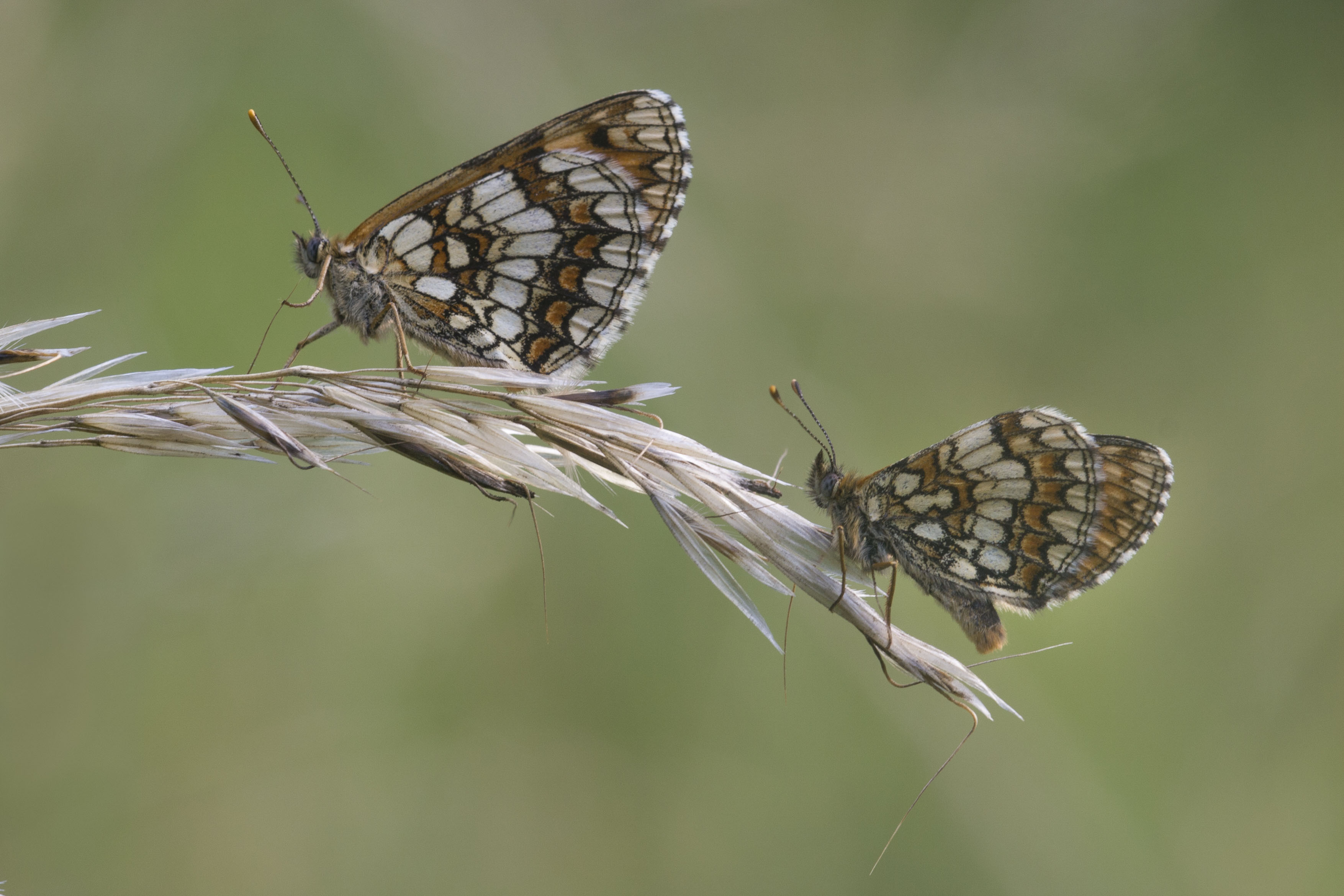 Heath fritillary  - Melitaea athalia