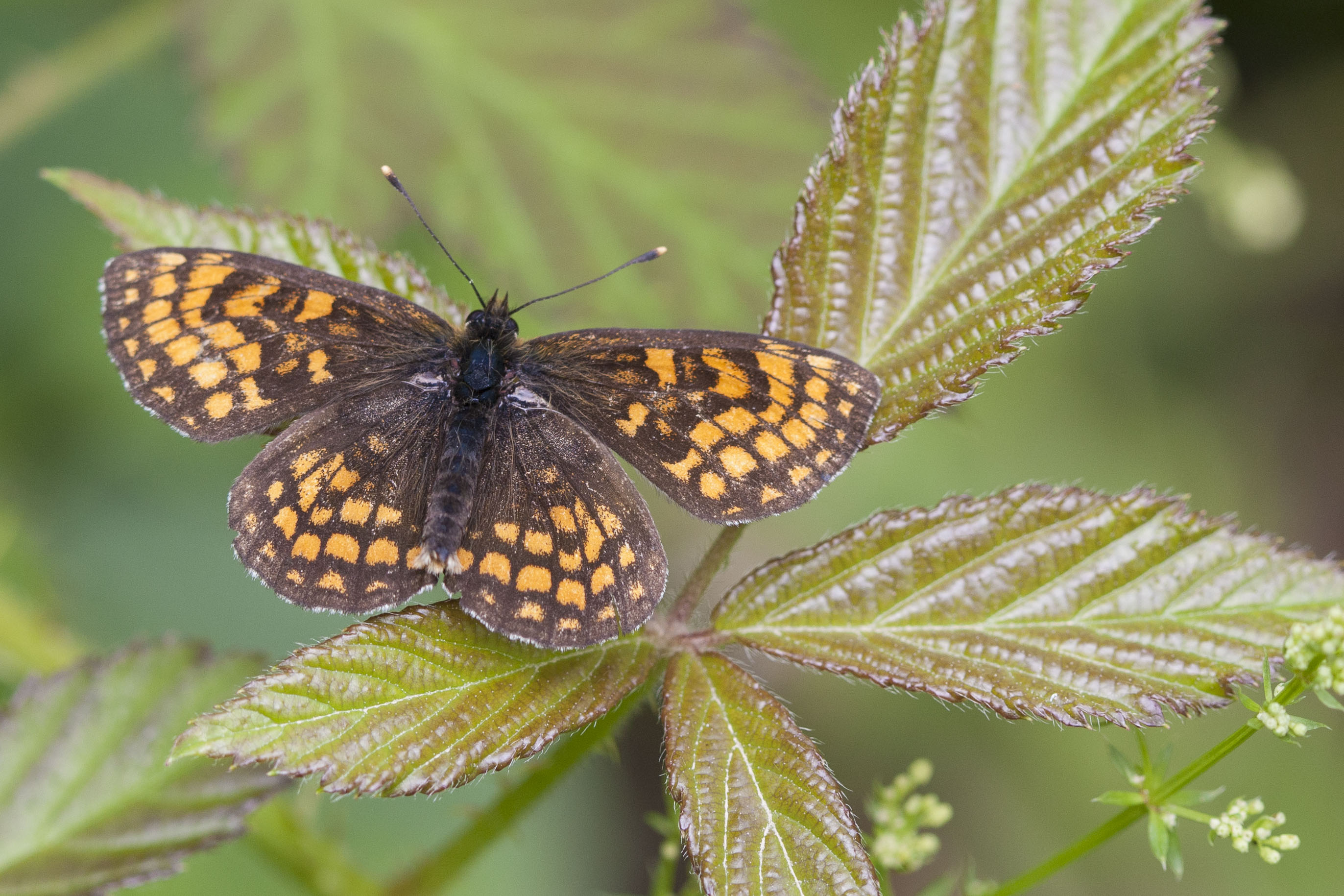 Bosparelmoervlinder  - Melitaea athalia