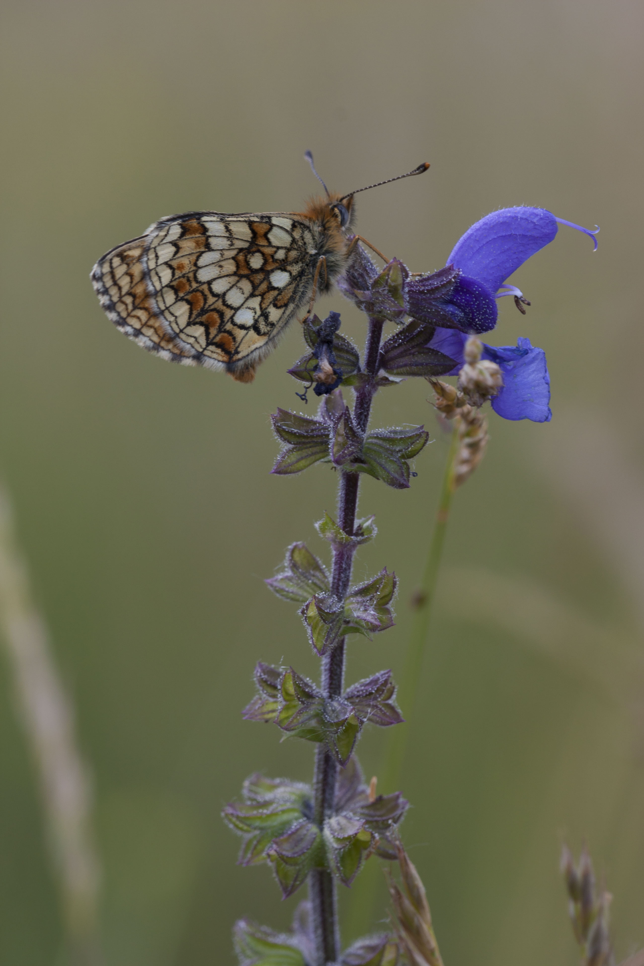 Bosparelmoervlinder  - Melitaea athalia