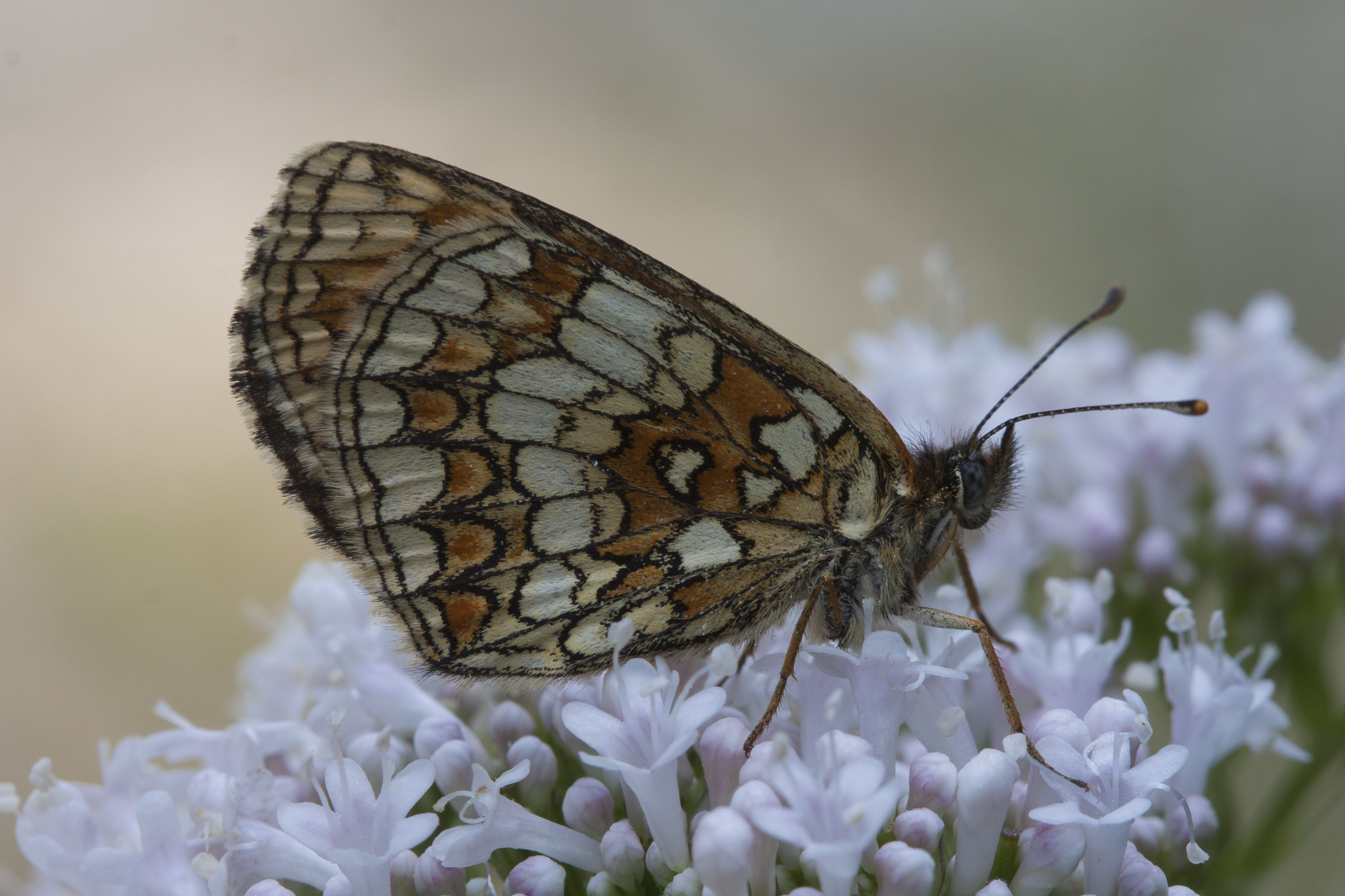 Heath fritillary  - Melitaea athalia