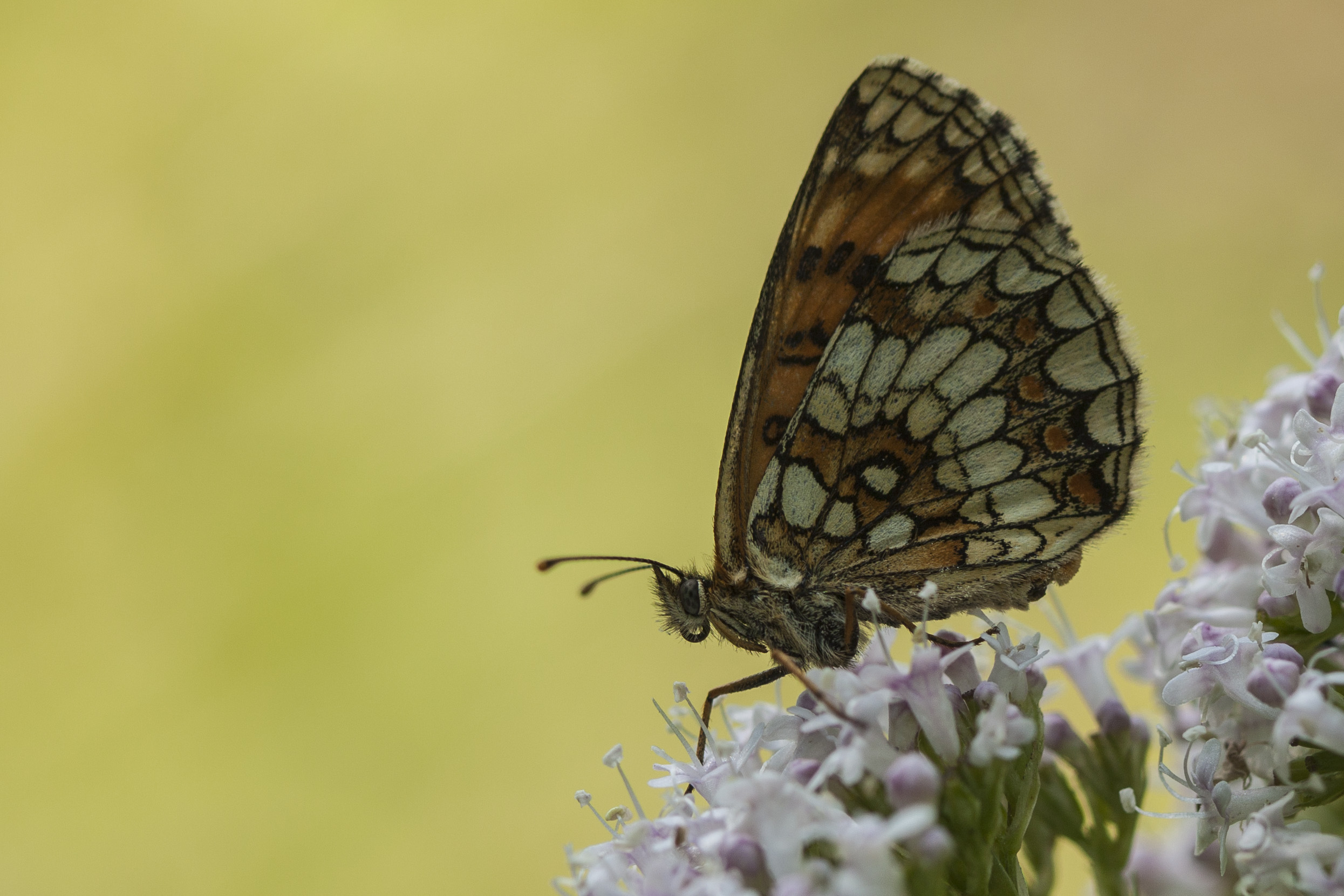 Heath fritillary  - Melitaea athalia