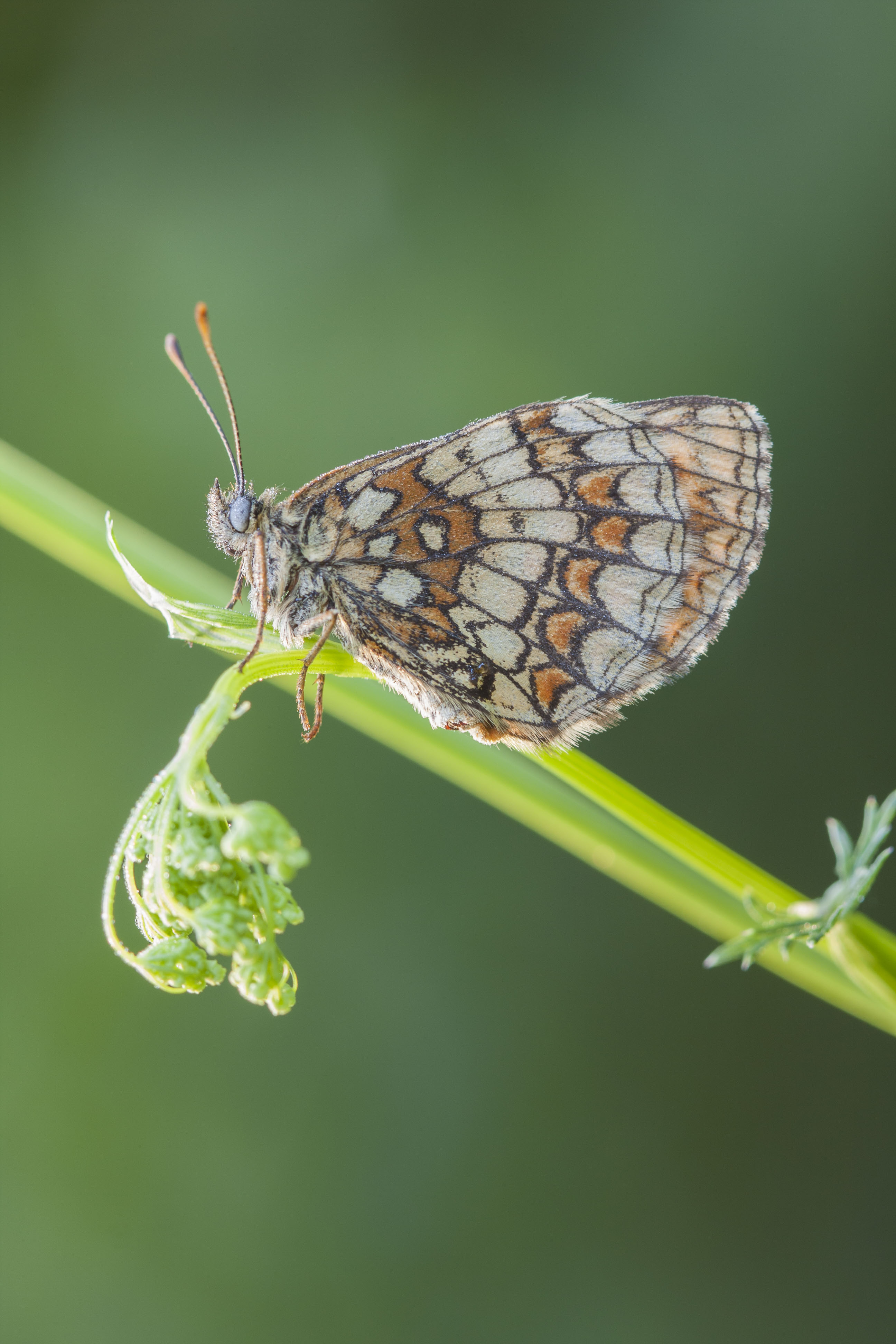 Heath fritillary  - Melitaea athalia