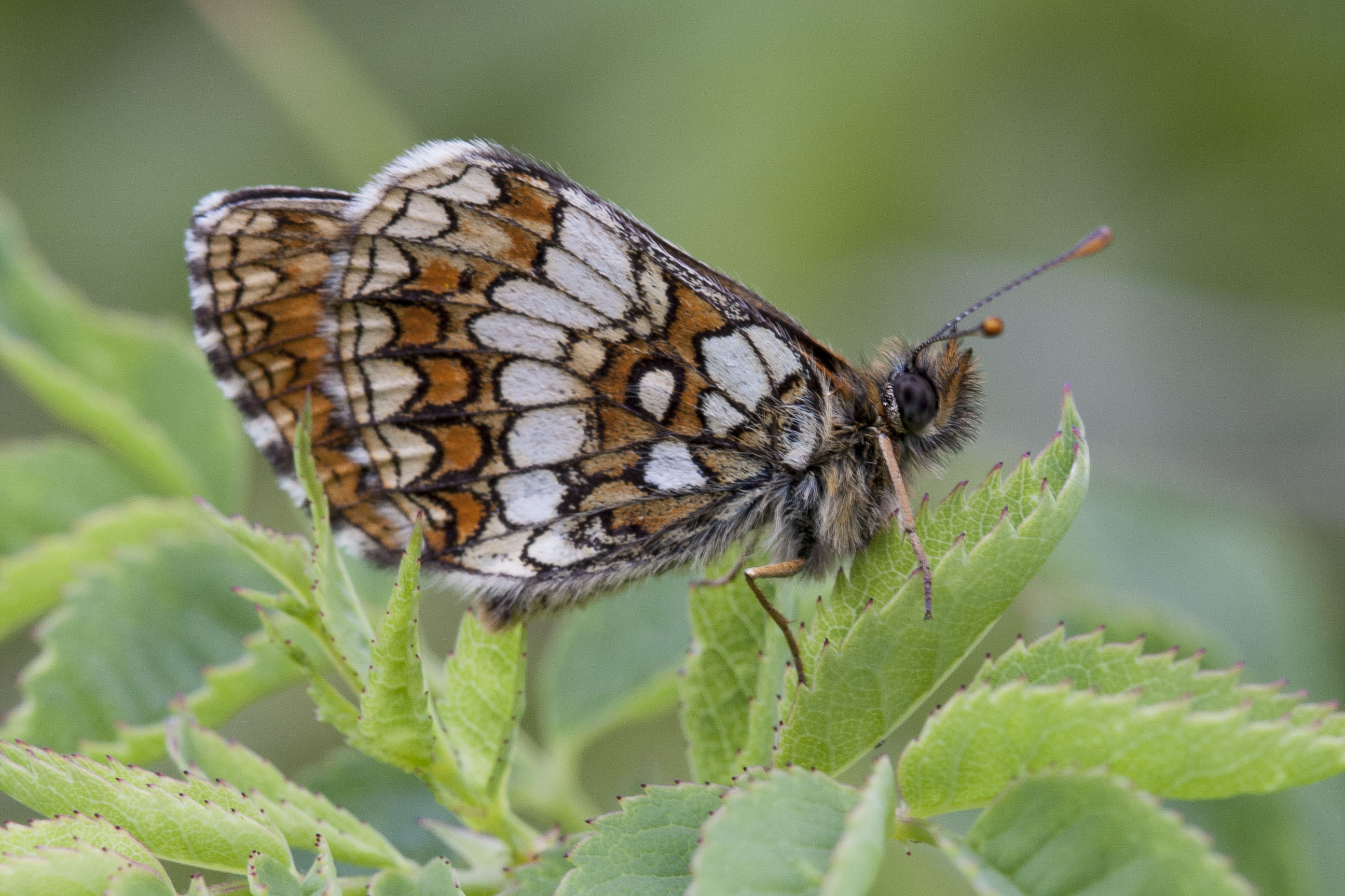 Bosparelmoervlinder  - Melitaea athalia