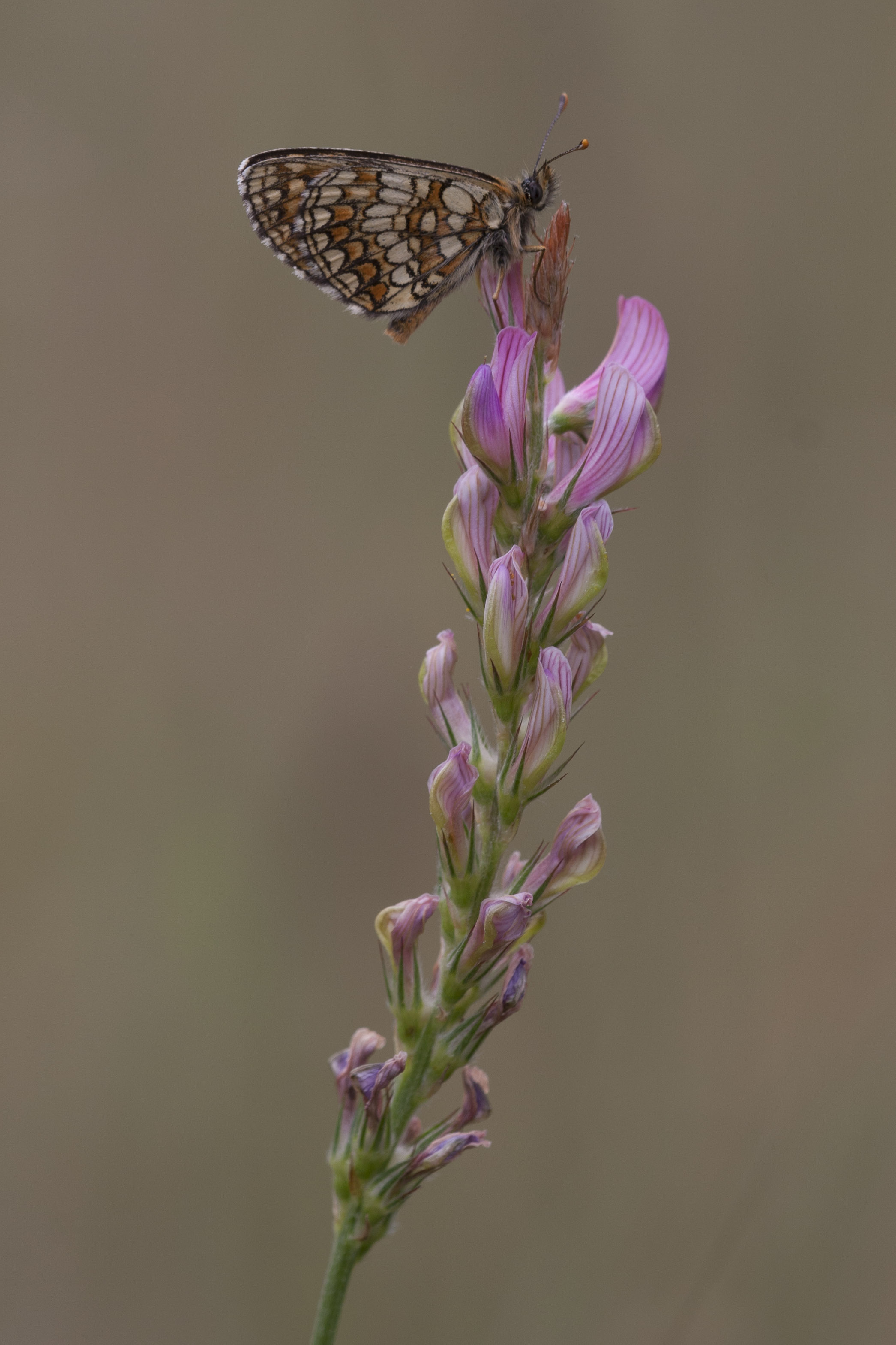 Bosparelmoervlinder  - Mellicta athalia