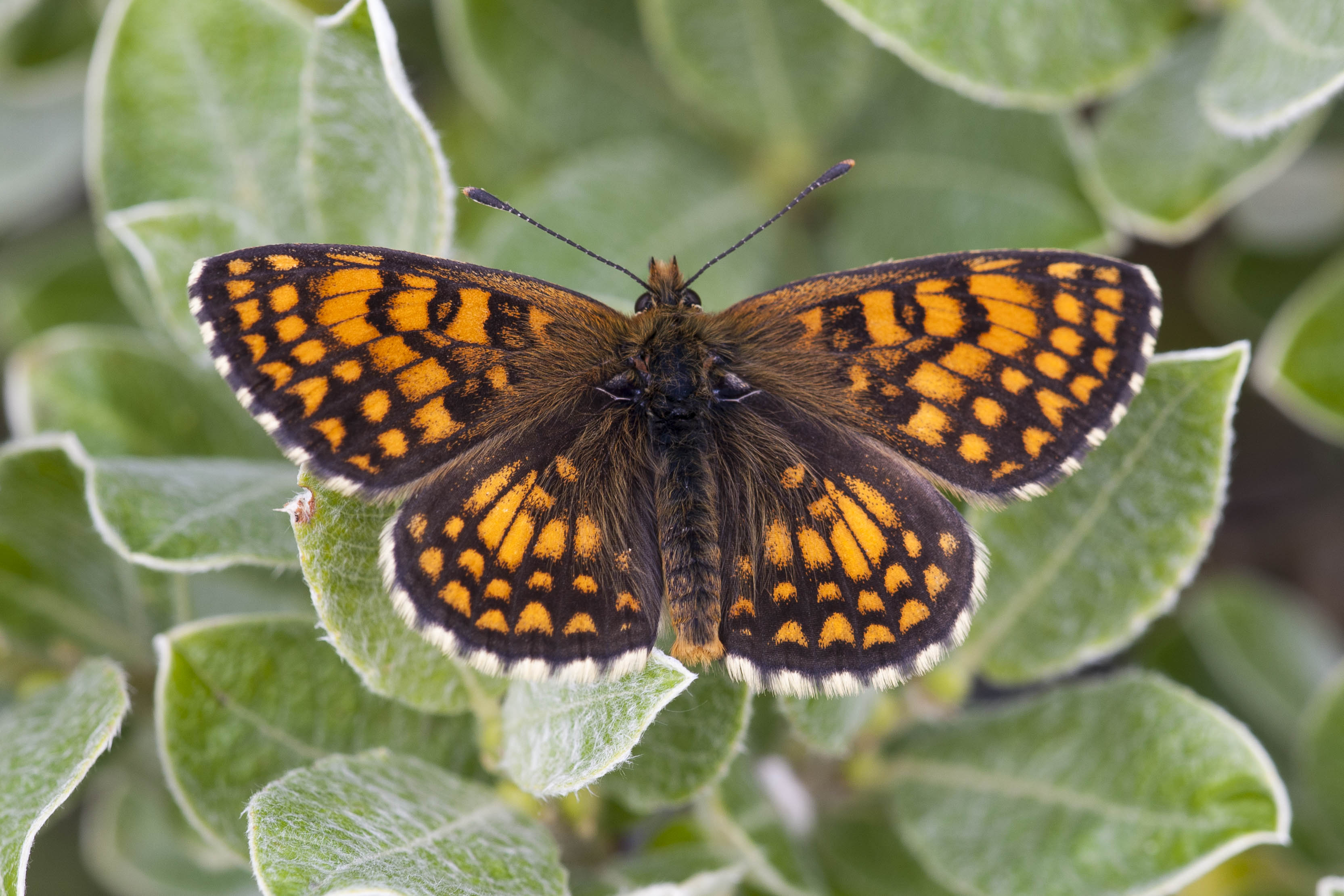 Heath fritillary  - Melitaea athalia