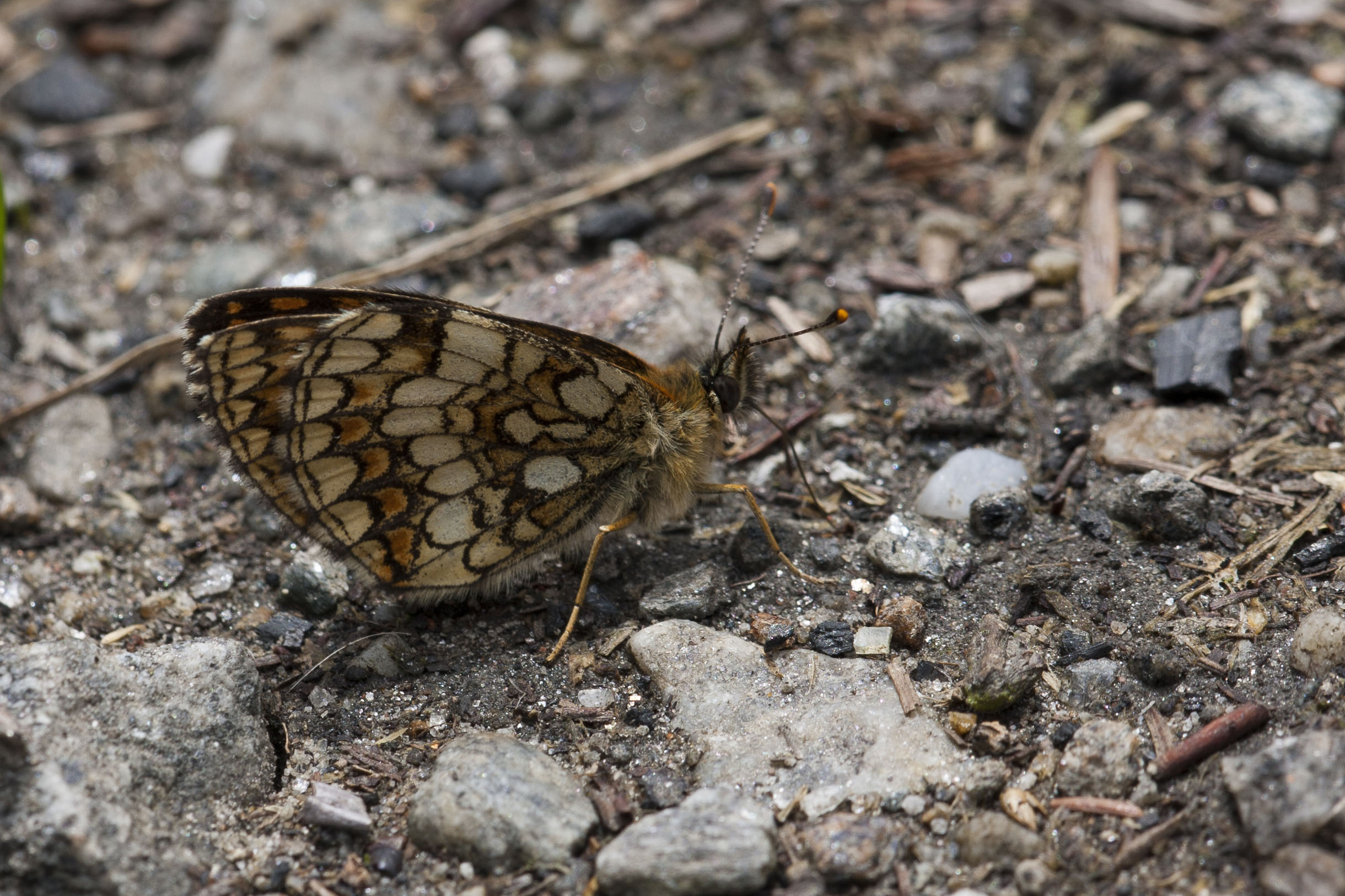 Heath fritillary  - Melitaea athalia