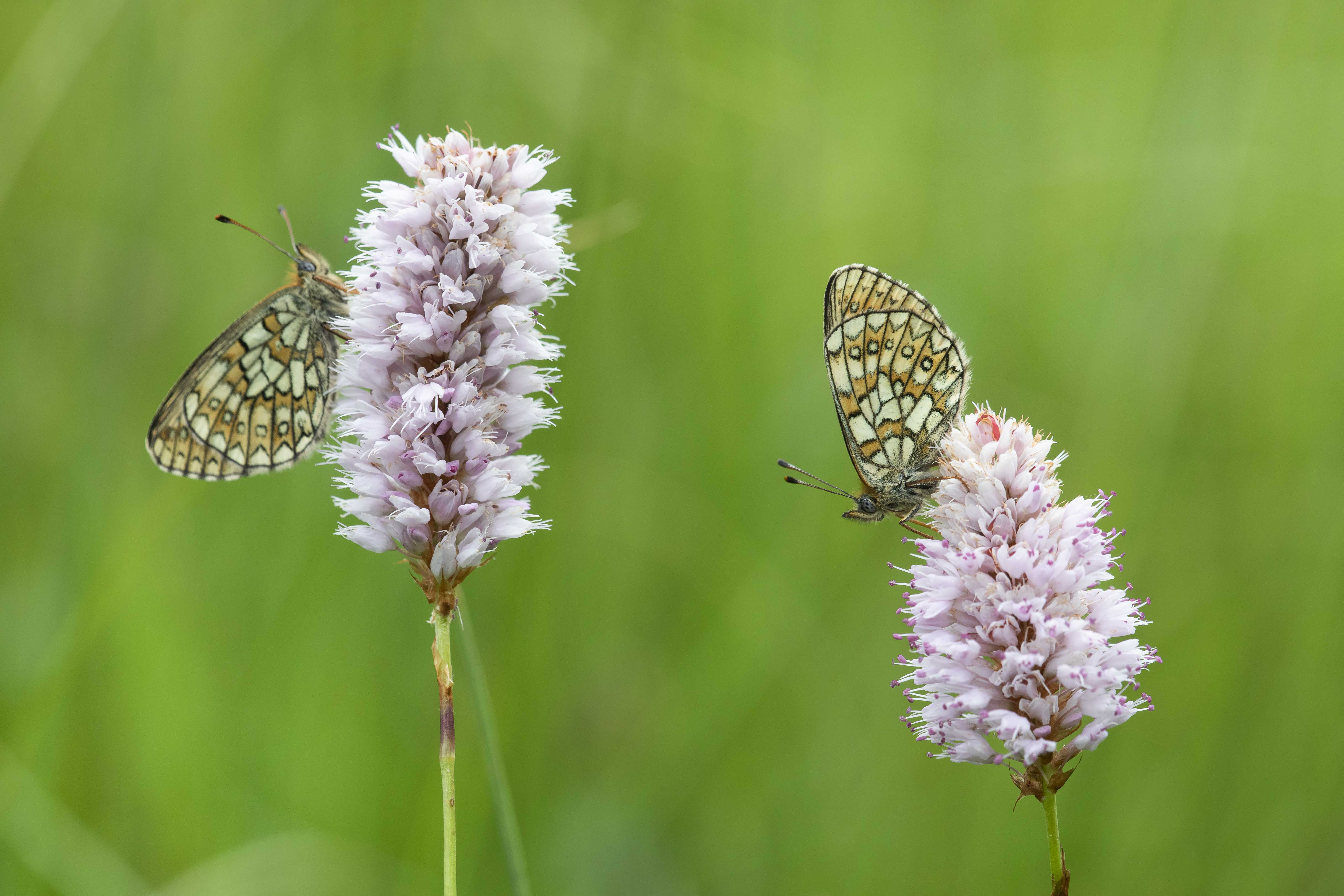 Bog fritillary  - Boloria eunomia