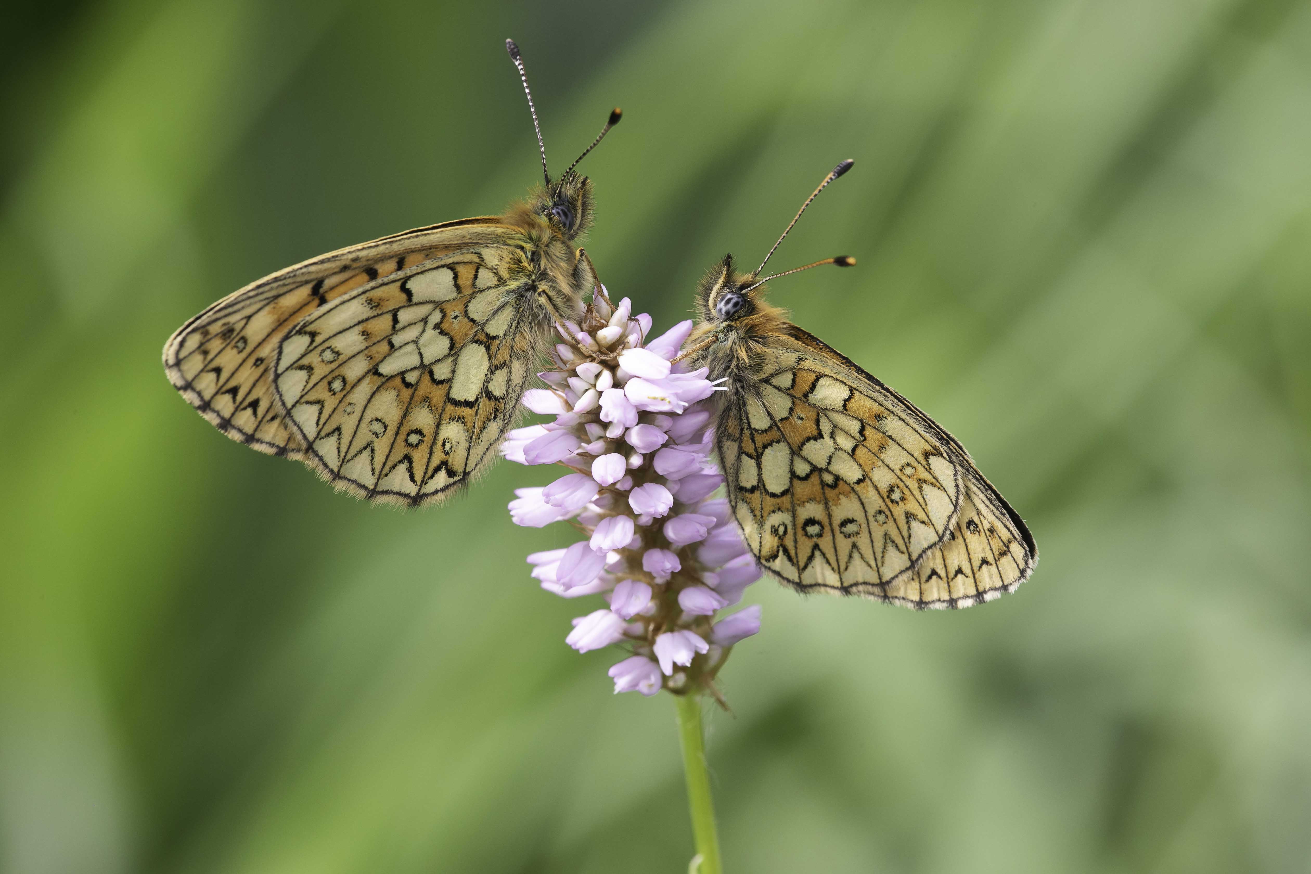 Ringoogparelmoervlinders ( Boloria eunomia) - 5/2022 - Sourbrodt (B)