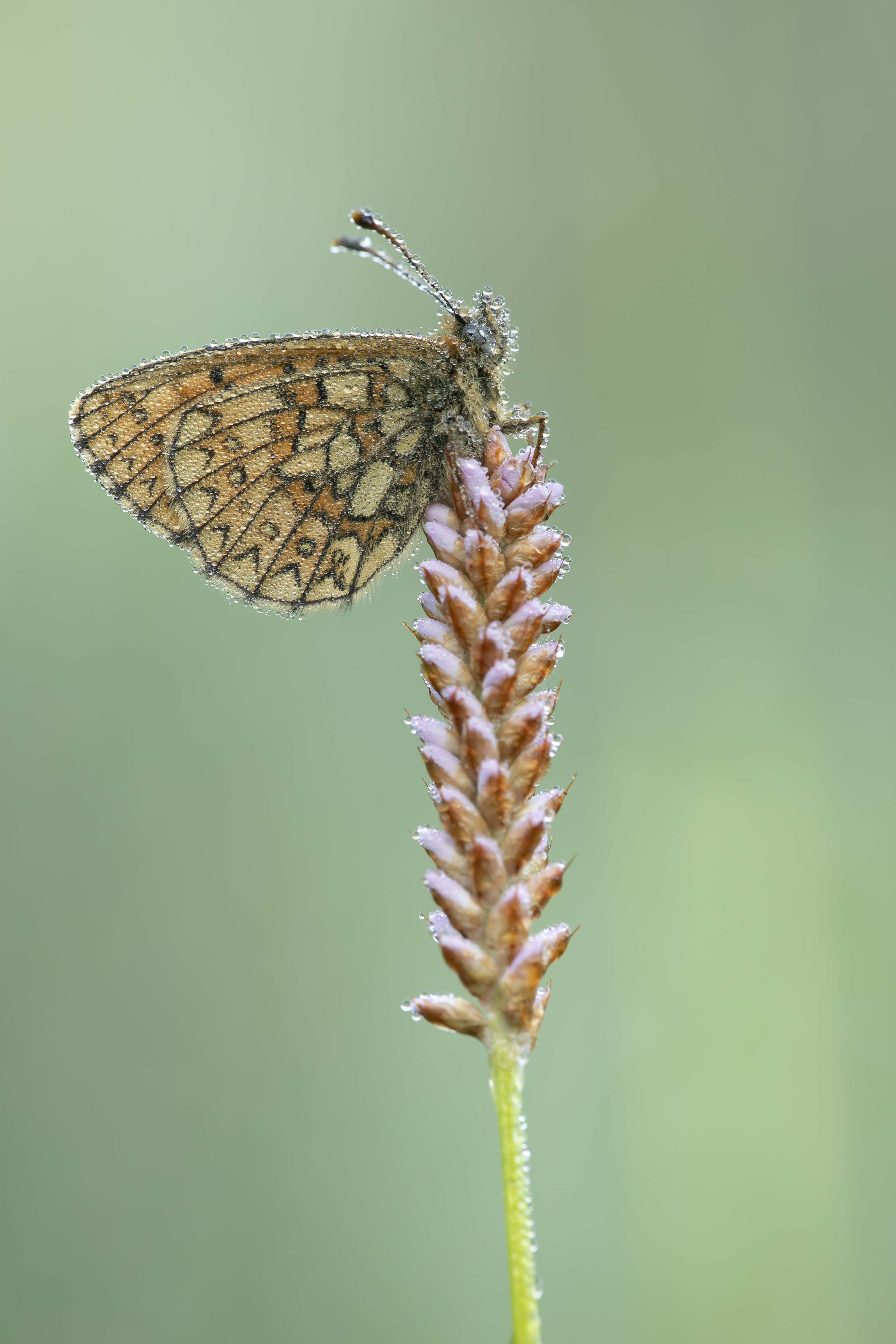 Ringoogparelmoervlinder  - Boloria eunomia