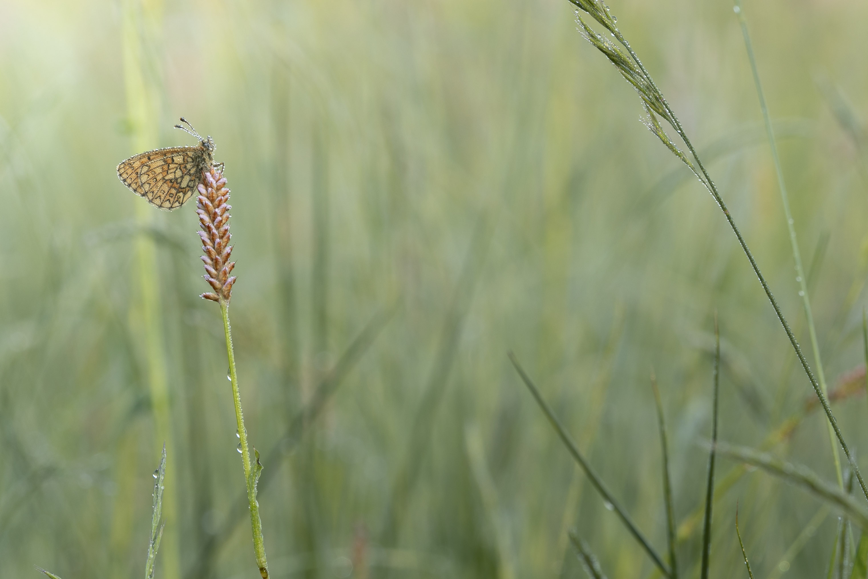 Ringoogparelmoervlinder (Boloria eunomia) - 6/2021 - Libramont (B)