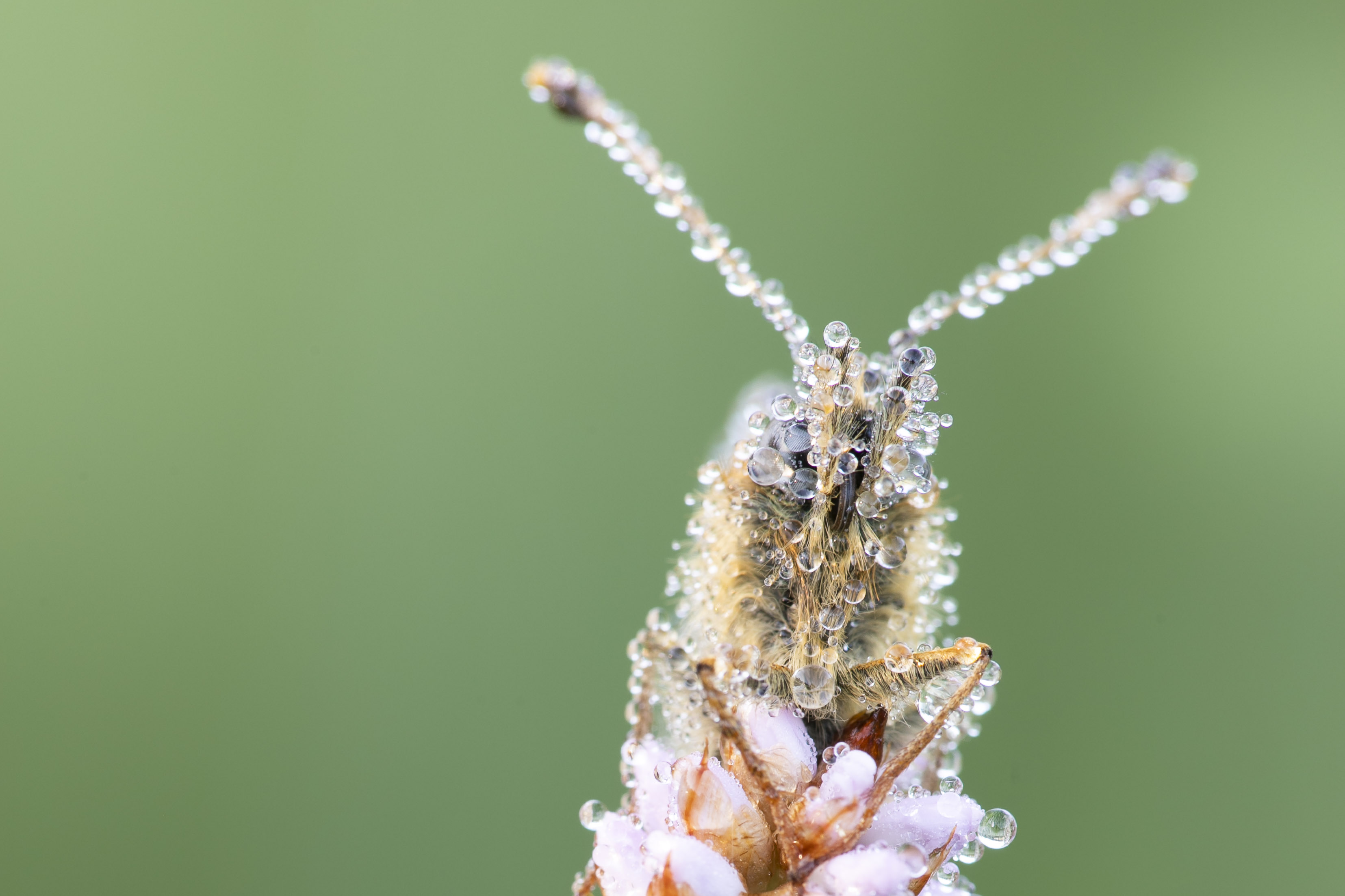 Ringoogparelmoervlinder (Boloria eunomia) - 6/2021 - Libramont (B)