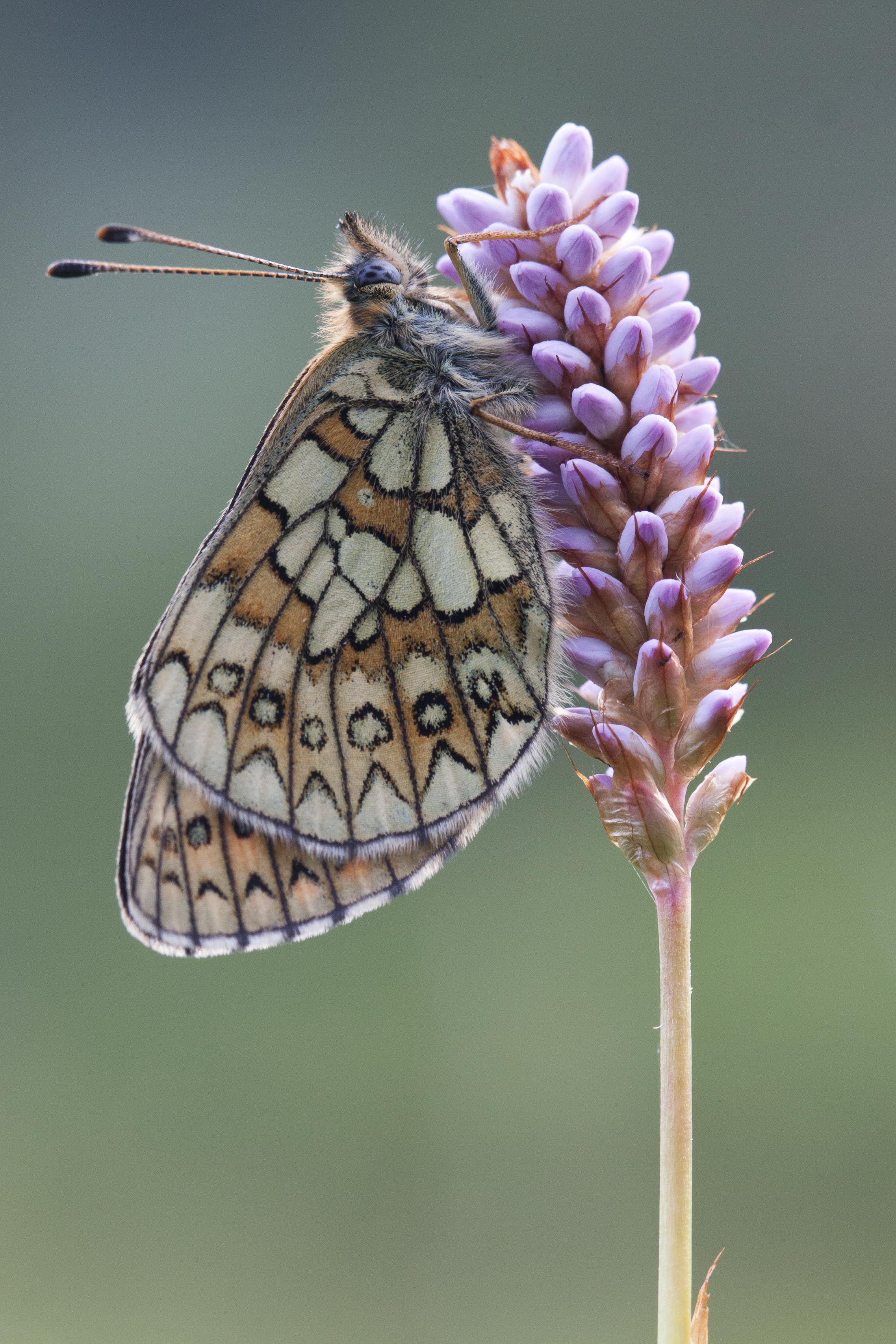 Ringoogparelmoervlinder  - Boloria eunomia