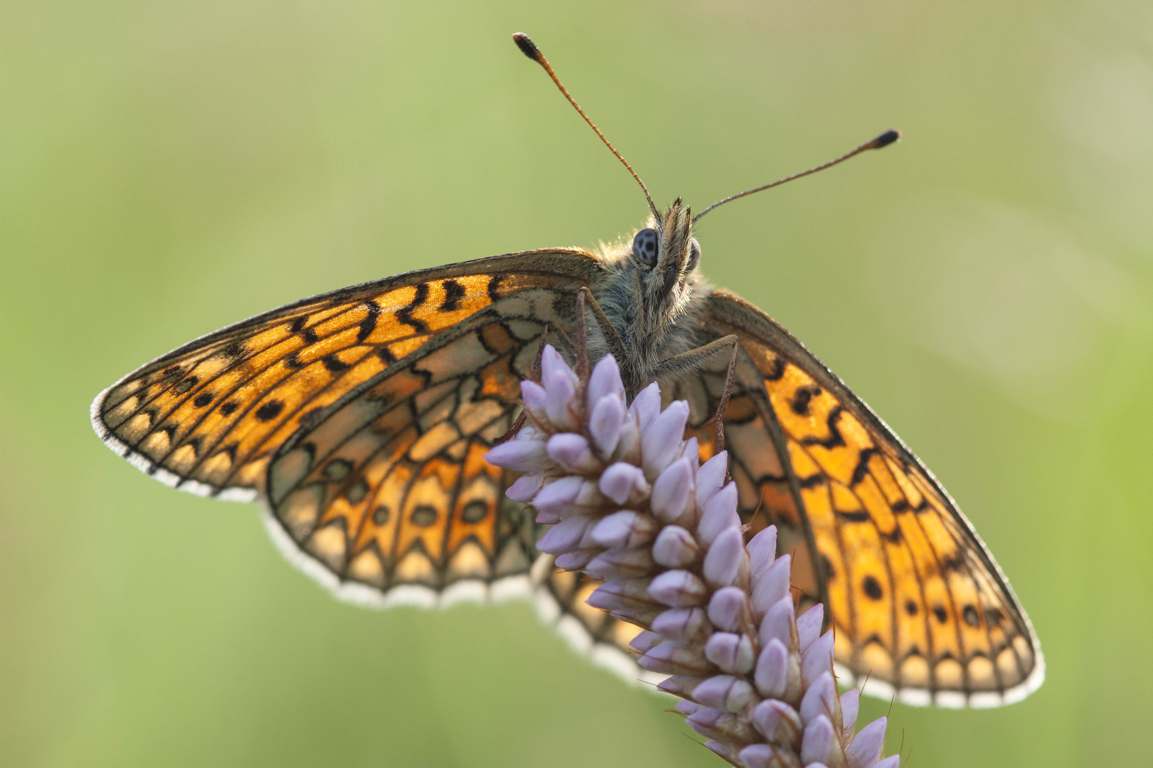 Bog fritillary  - Boloria eunomia