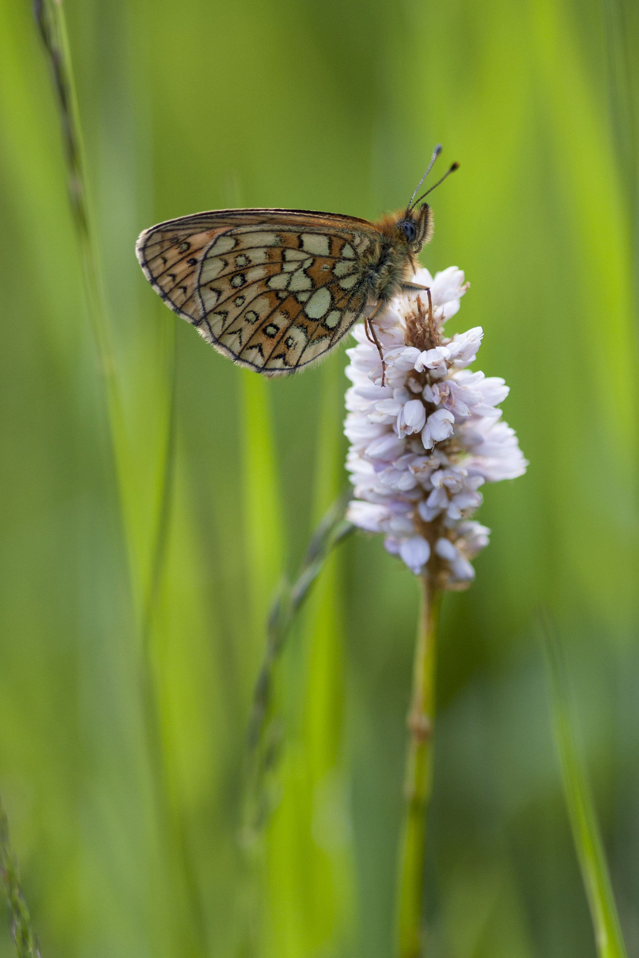 Bog fritillary  - Boloria eunomia